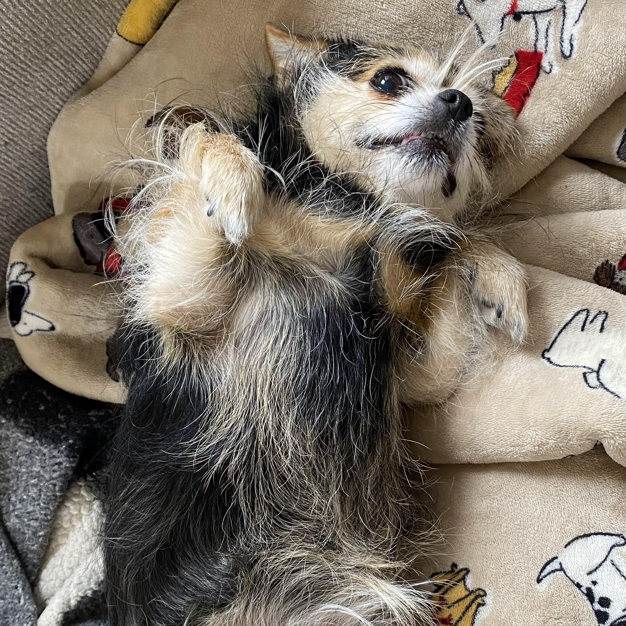 Enlarge Lola *Courtesy Cupid*, a ADOPTABLE mixed breed in Milwaukee, WI image 5/5