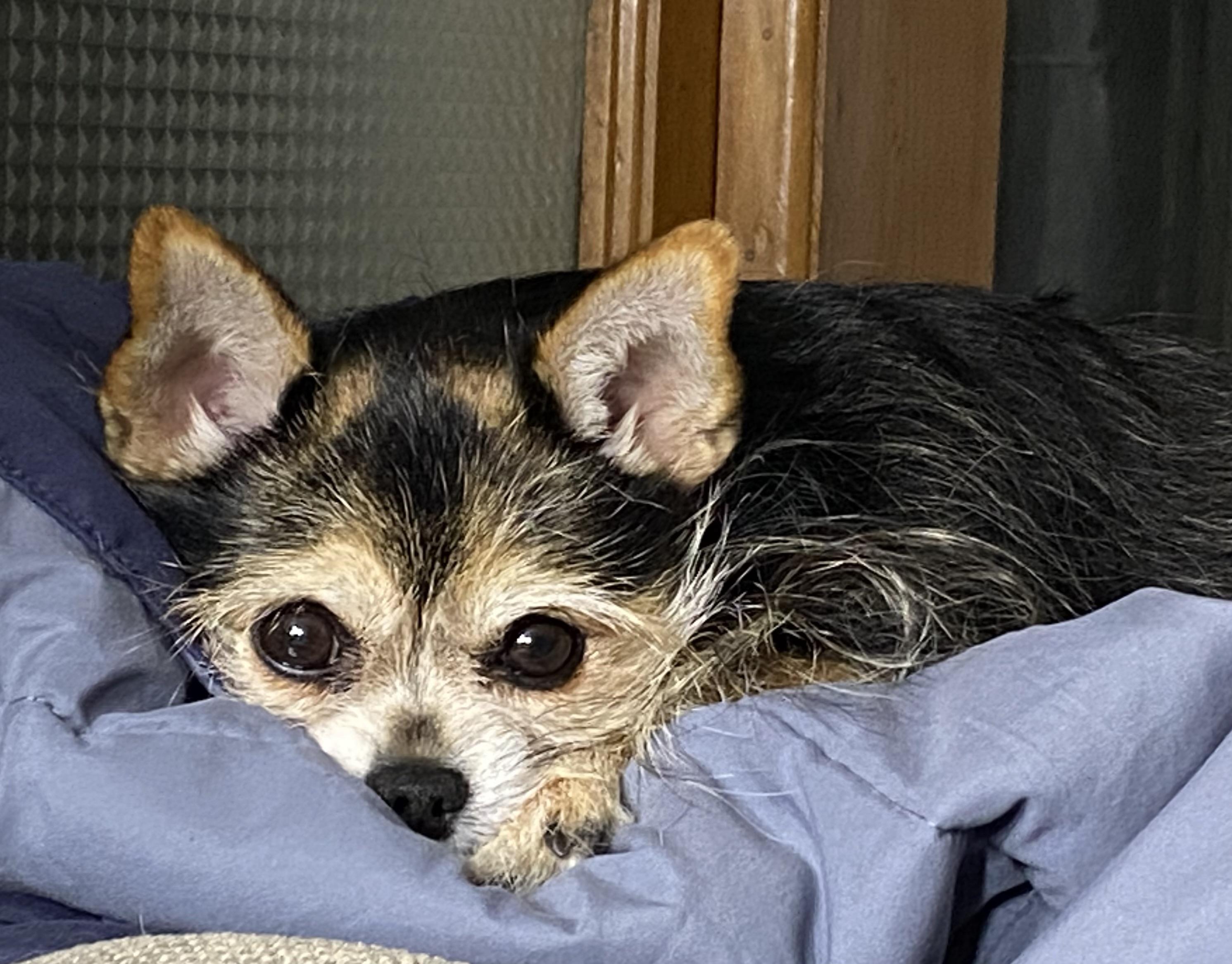 Enlarge Lola *Courtesy Cupid*, a ADOPTABLE mixed breed in Milwaukee, WI image 2/5
