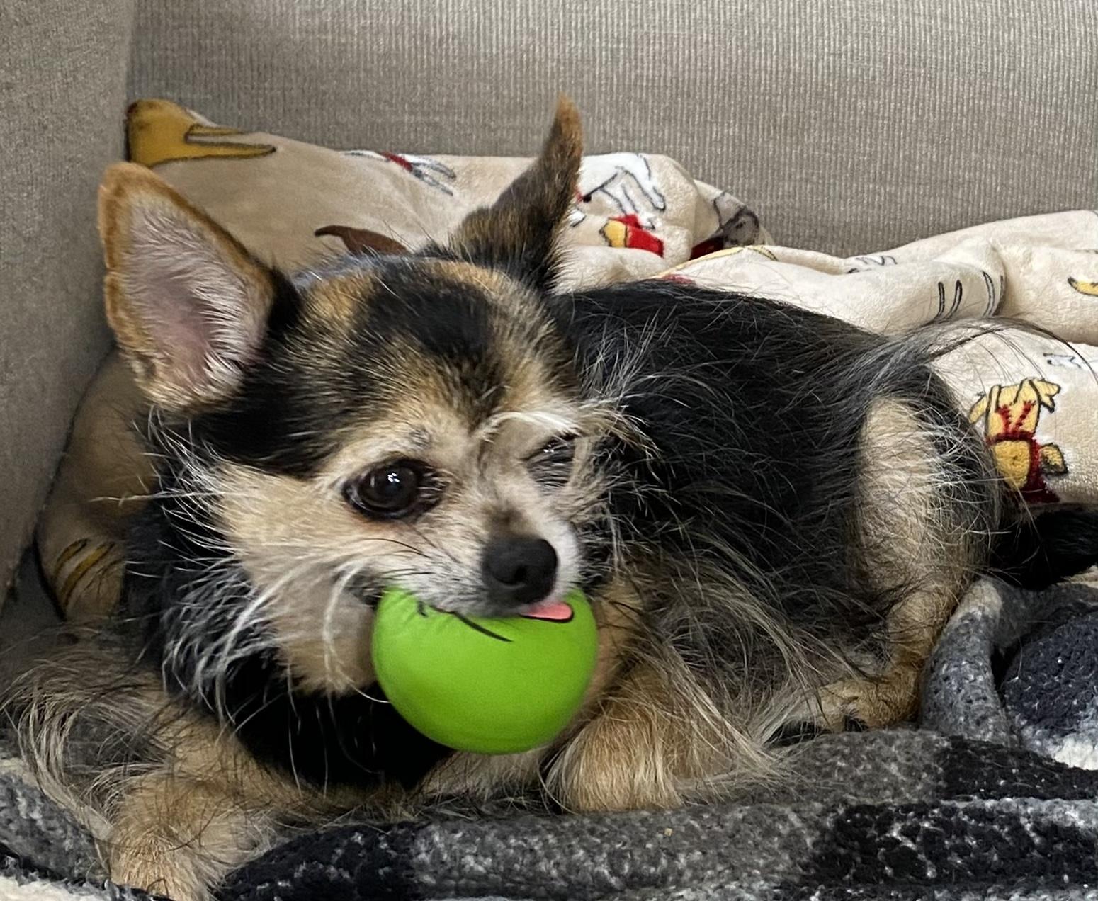Enlarge Lola *Courtesy Cupid*, a ADOPTABLE mixed breed in Milwaukee, WI image 3/5