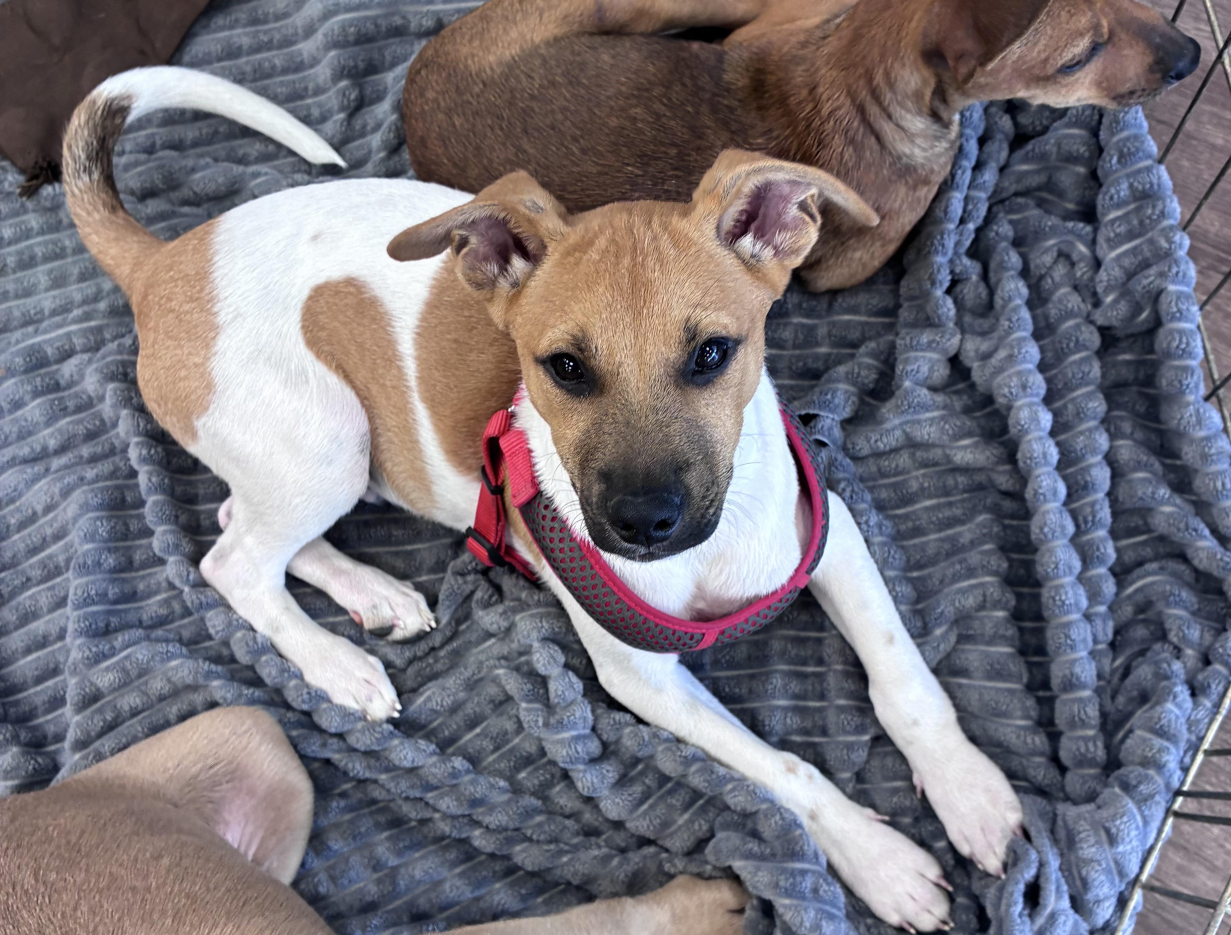 Enlarge Atlas, a Adopted mixed breed in Mobile, AL image 3/3