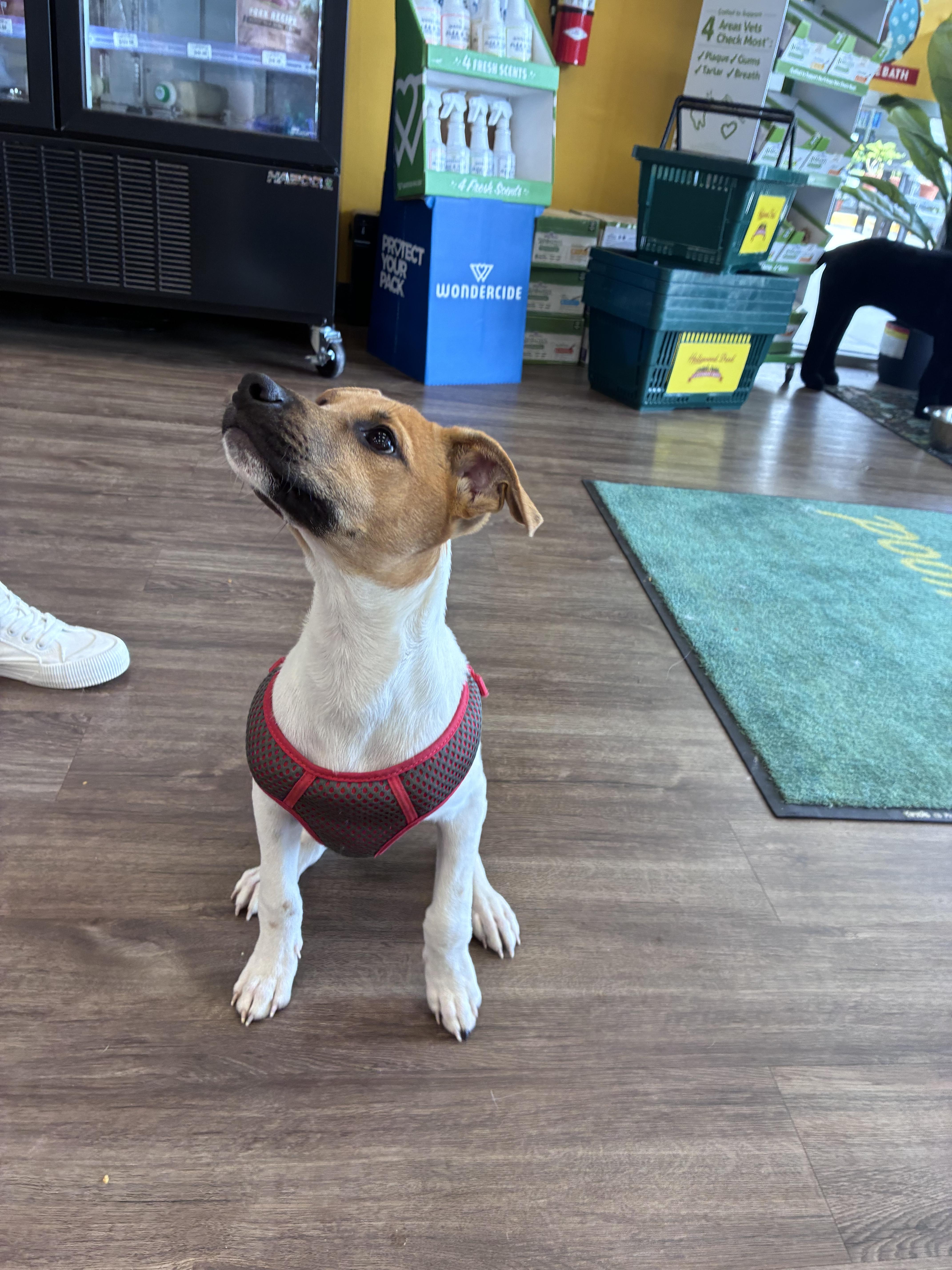 Enlarge Atlas, a Adopted mixed breed in Mobile, AL image 2/3