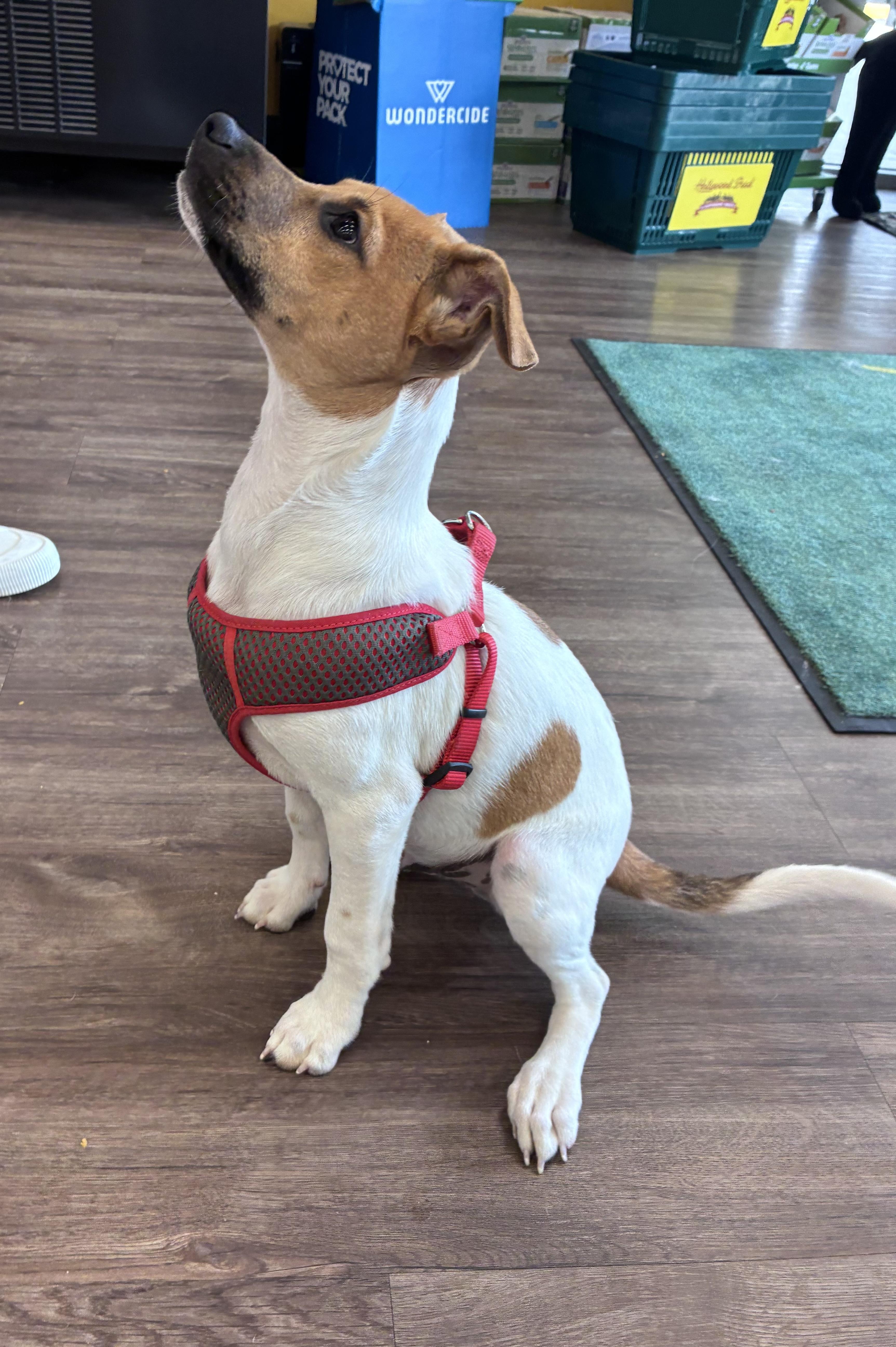 Atlas, Adopted, Young Male Jack Russell Terrier.