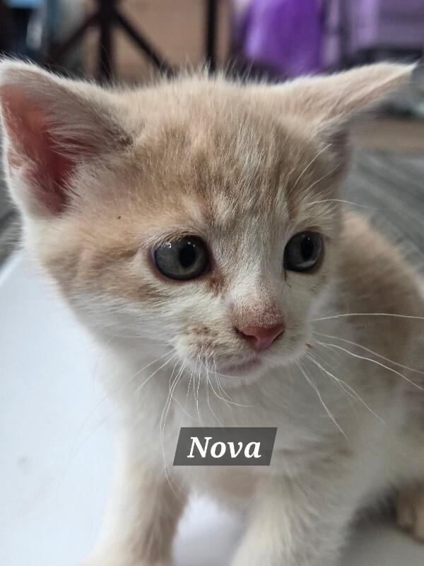 Nova, Adoptable, Young Female Domestic Short Hair.