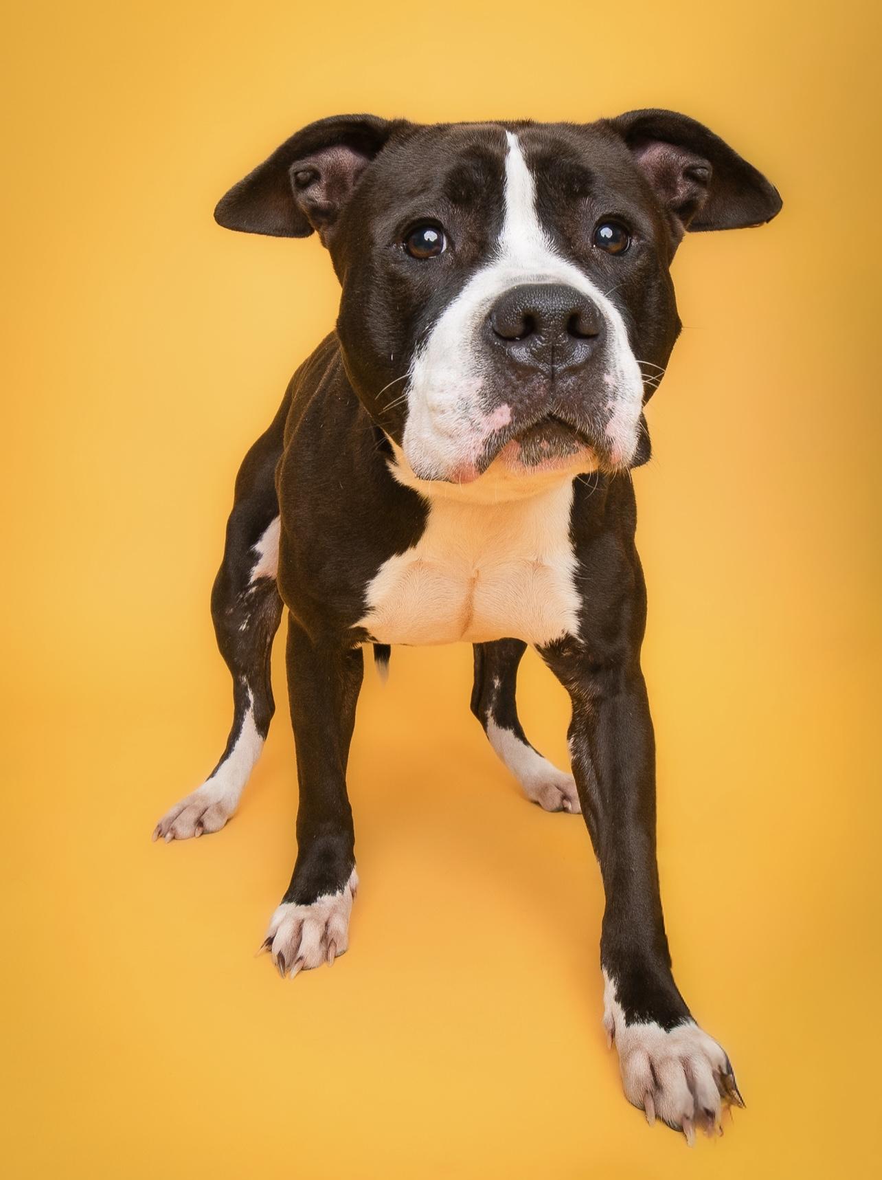 Nova, a Adoptable Pit Bull Terrier in Culpeper, VA image 2/3