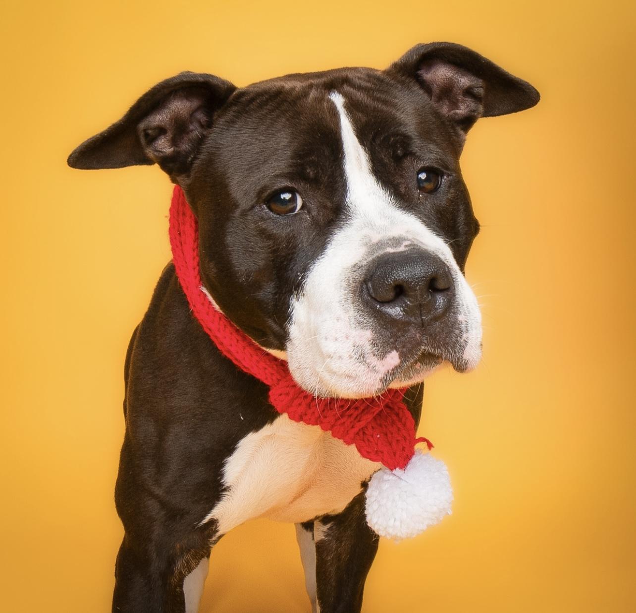 Nova, a Adoptable Pit Bull Terrier in Culpeper, VA image 1/3