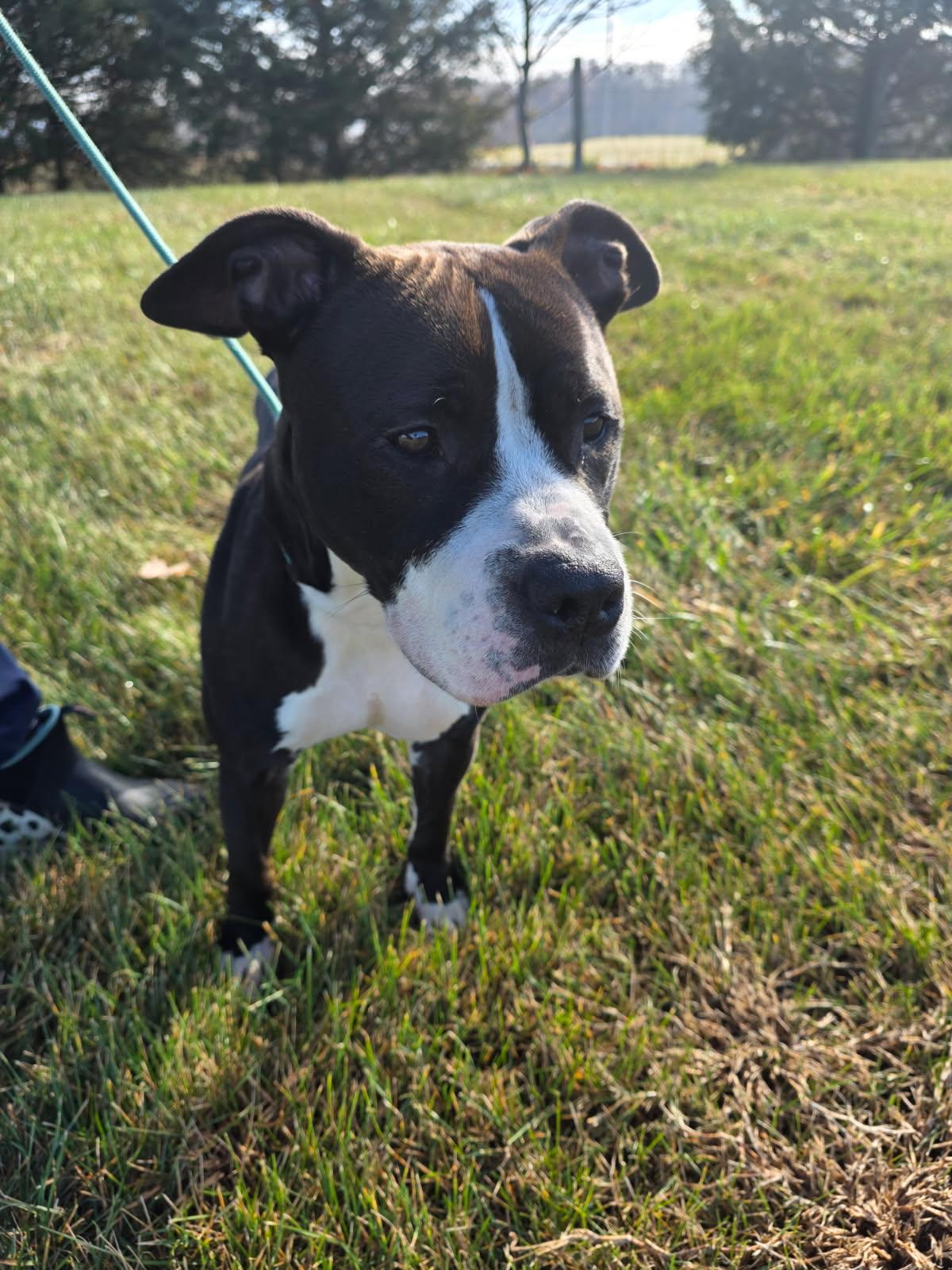 Nova, a Adoptable Pit Bull Terrier in Culpeper, VA image 3/3