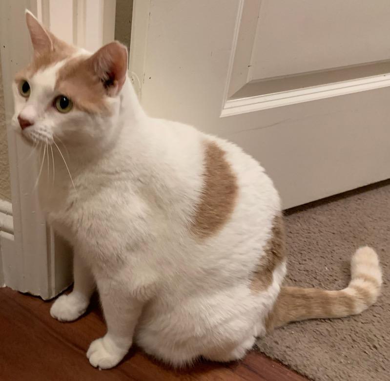 Enlarge Pretty Girl, a Adoptable Domestic Short Hair in McKinney, TX image 1/1