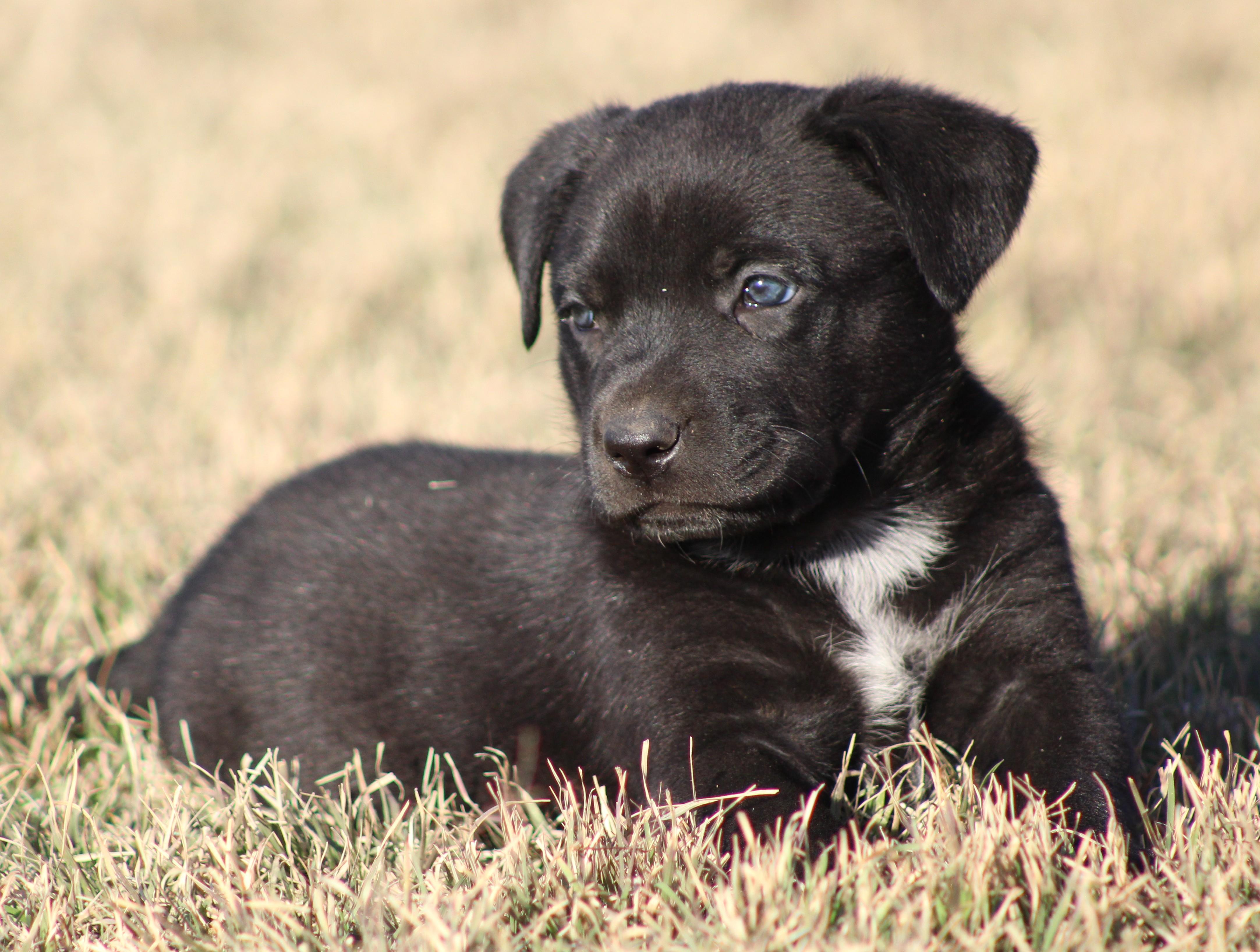Dos, adoptable, Puppy Male Black Labrador Retriever & German Shepherd Dog.