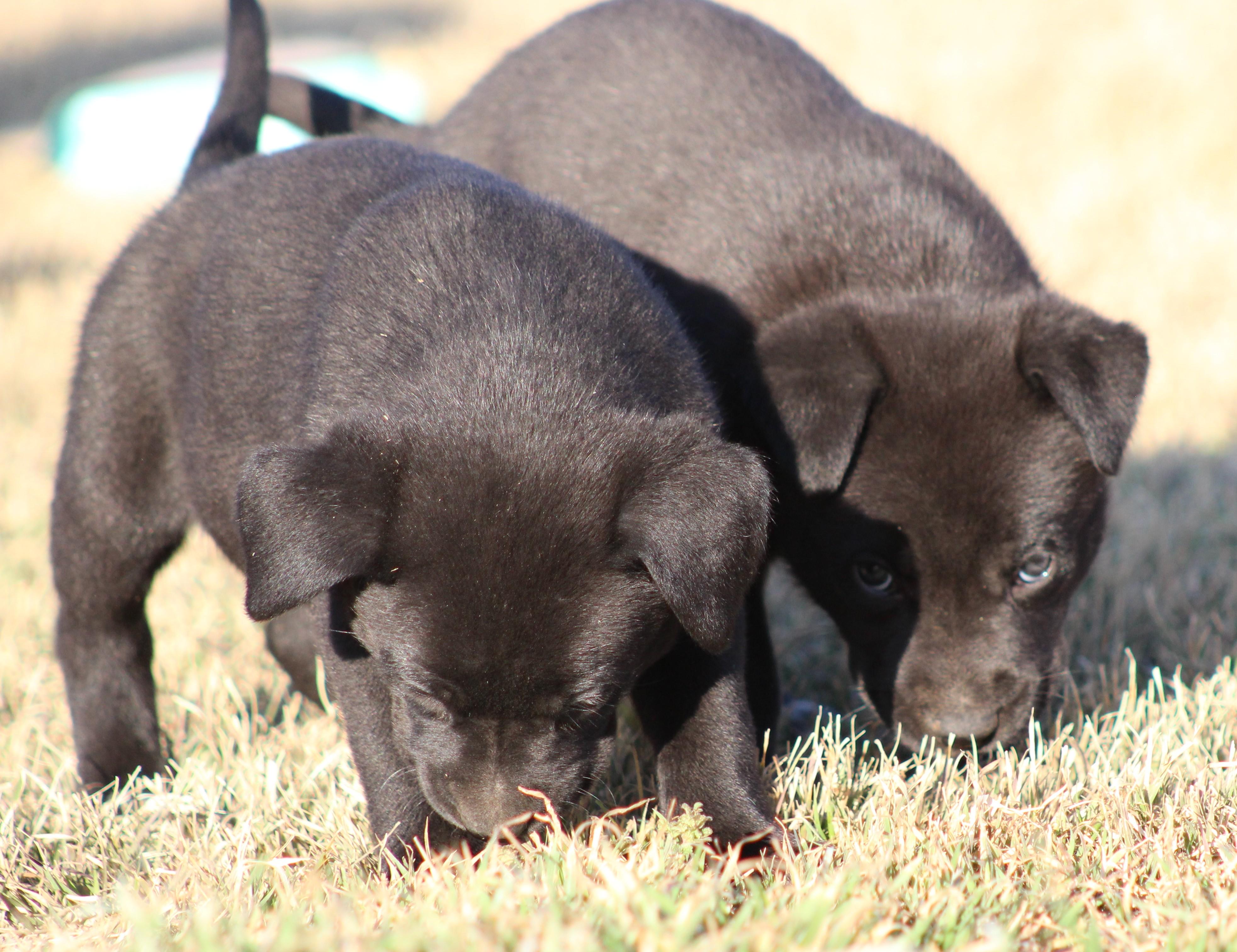 Enlarge Dos, an adoption pending mixed breed in Temple, TX image 5/5