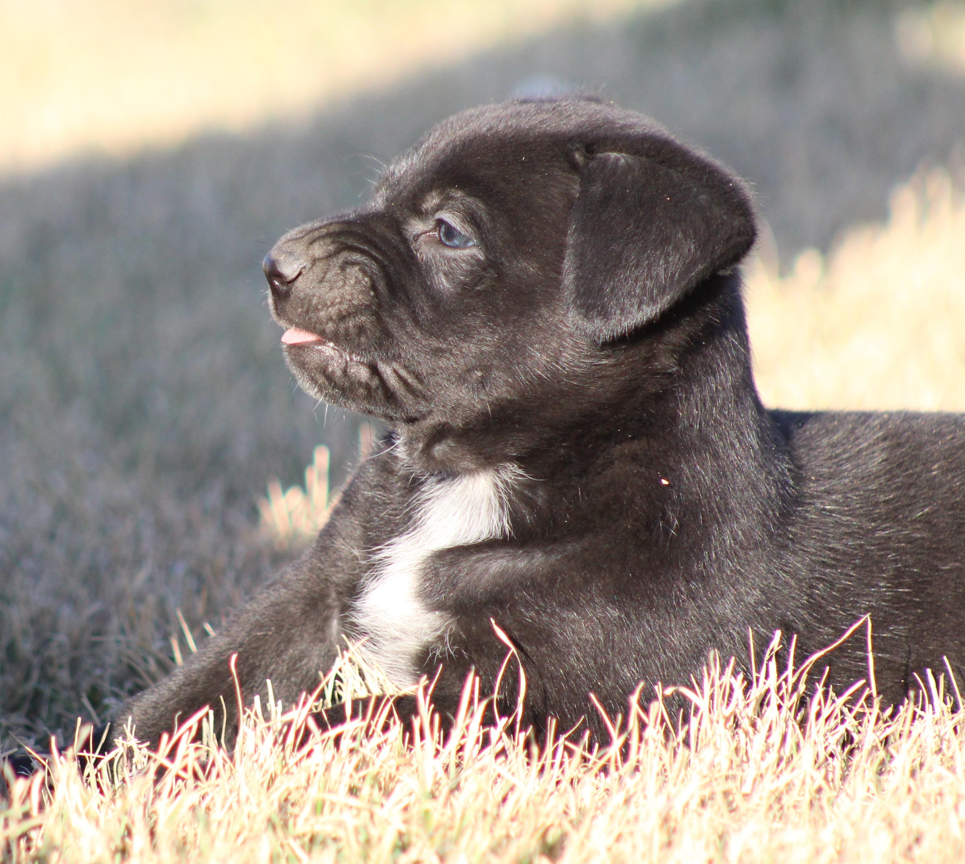 Enlarge Dos, an adoption pending mixed breed in Temple, TX image 2/5