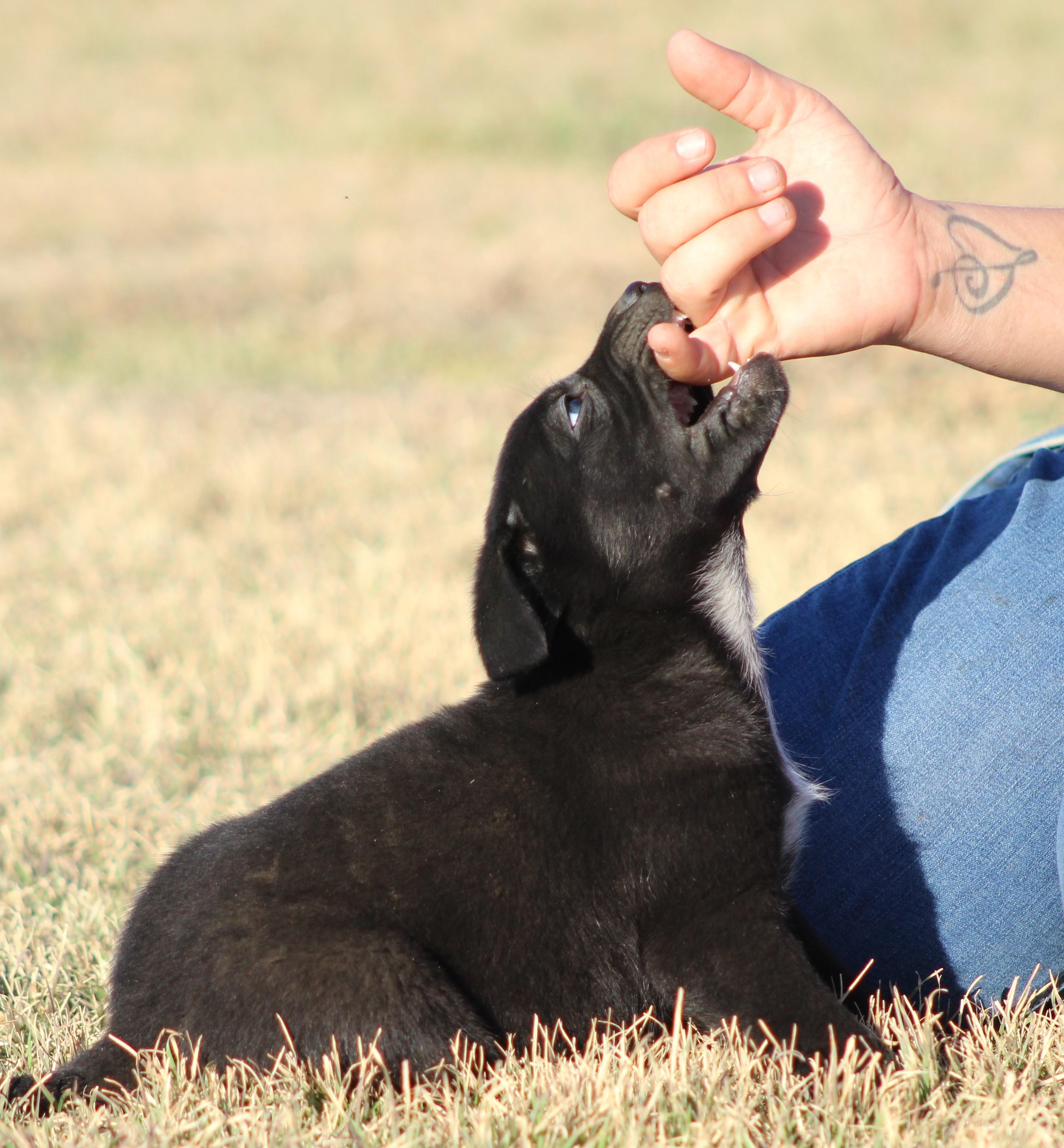 Enlarge Dos, an adoption pending mixed breed in Temple, TX image 4/5