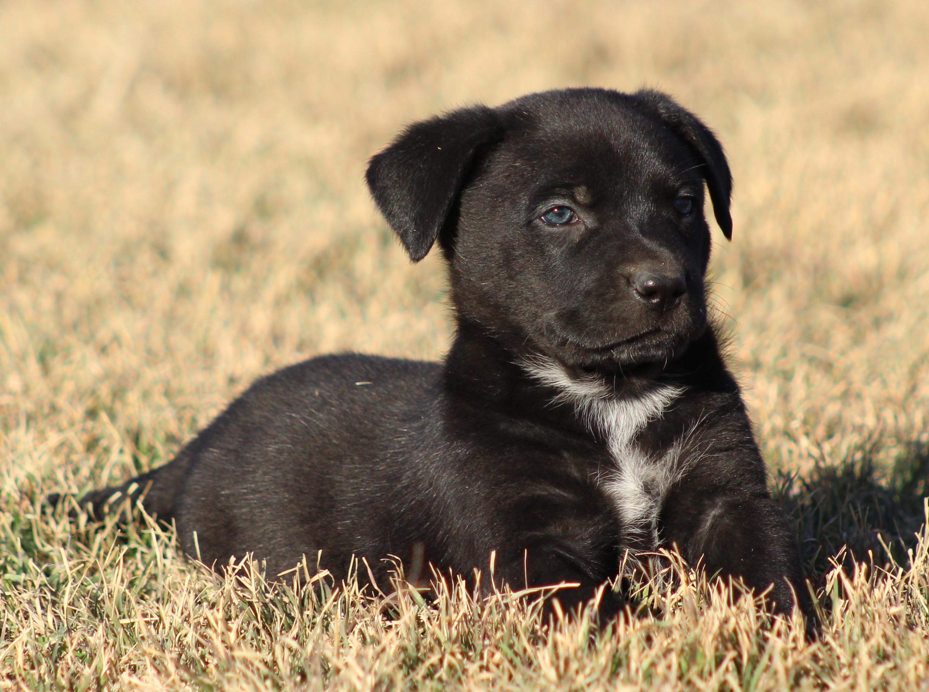 Enlarge Dos, an adoption pending mixed breed in Temple, TX image 3/5