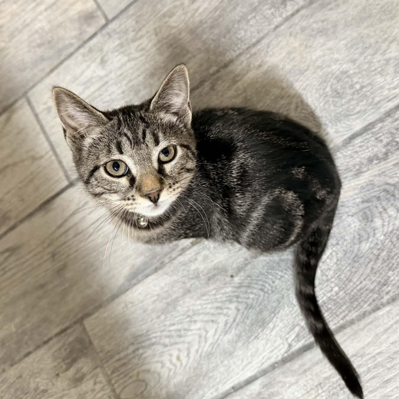 Enlarge Radio, an adopted Domestic Short Hair in Portland, OR image 3/4