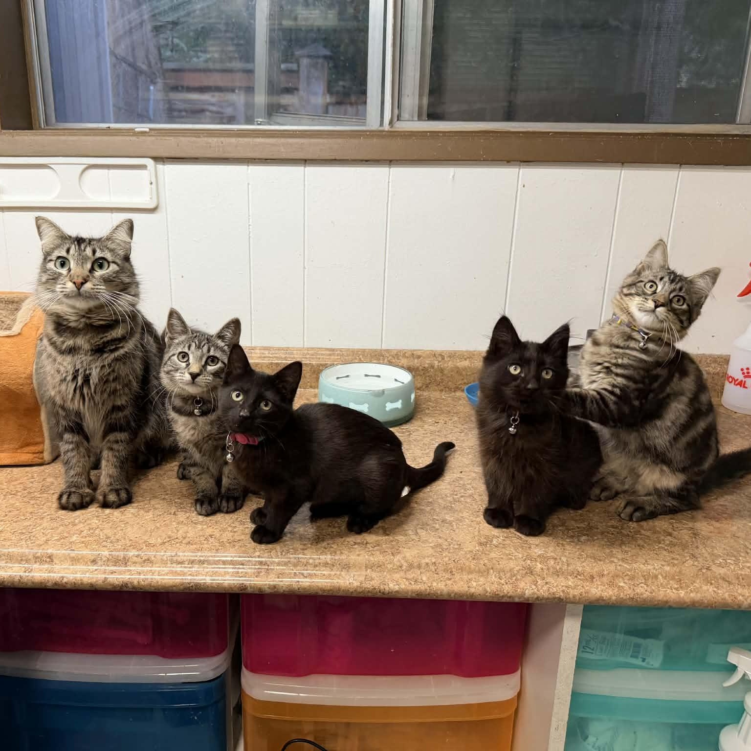 Enlarge Radio, an adopted Domestic Short Hair in Portland, OR image 2/4