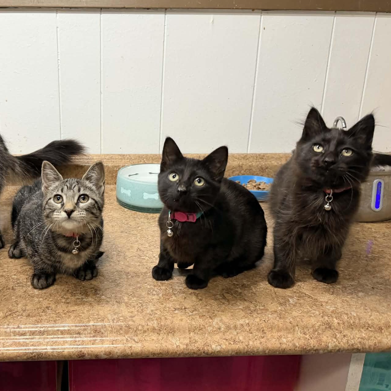 Enlarge Radio, an adopted Domestic Short Hair in Portland, OR image 4/4