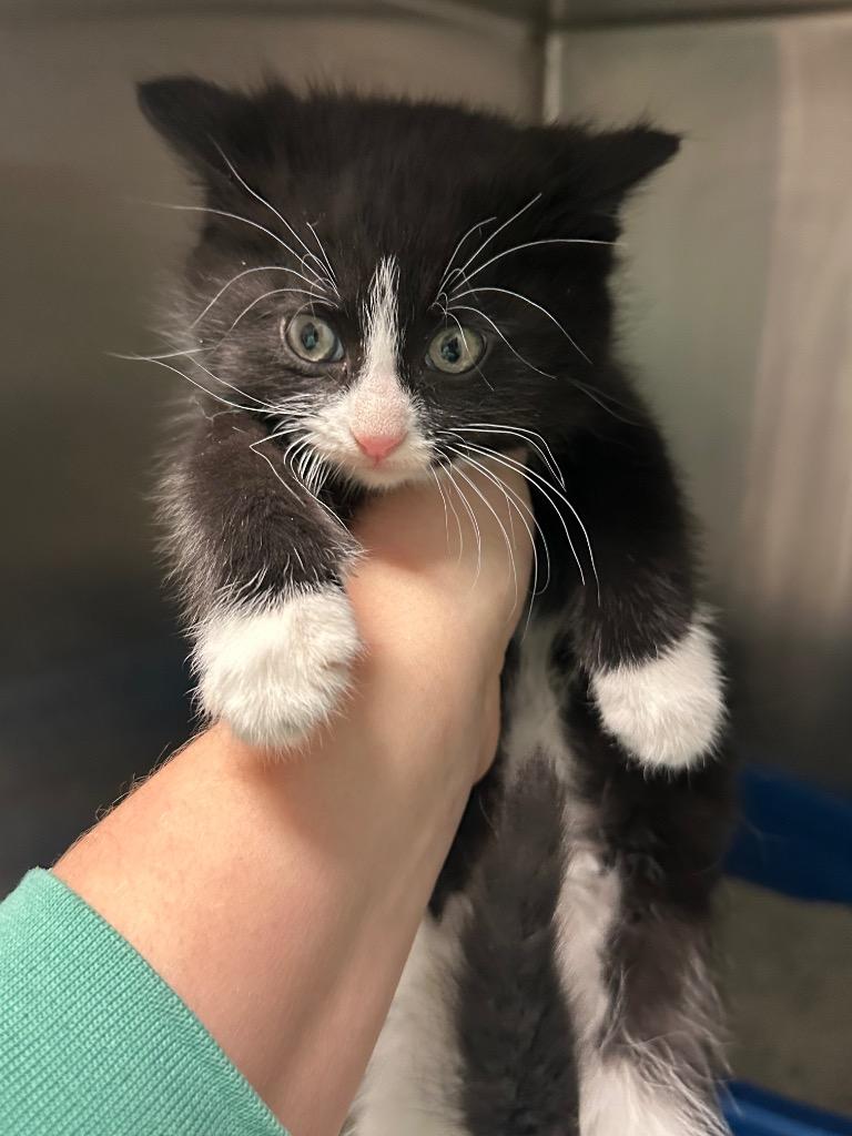 Enlarge Cera, an adopted Domestic Short Hair in Clinton, IL image 2/2