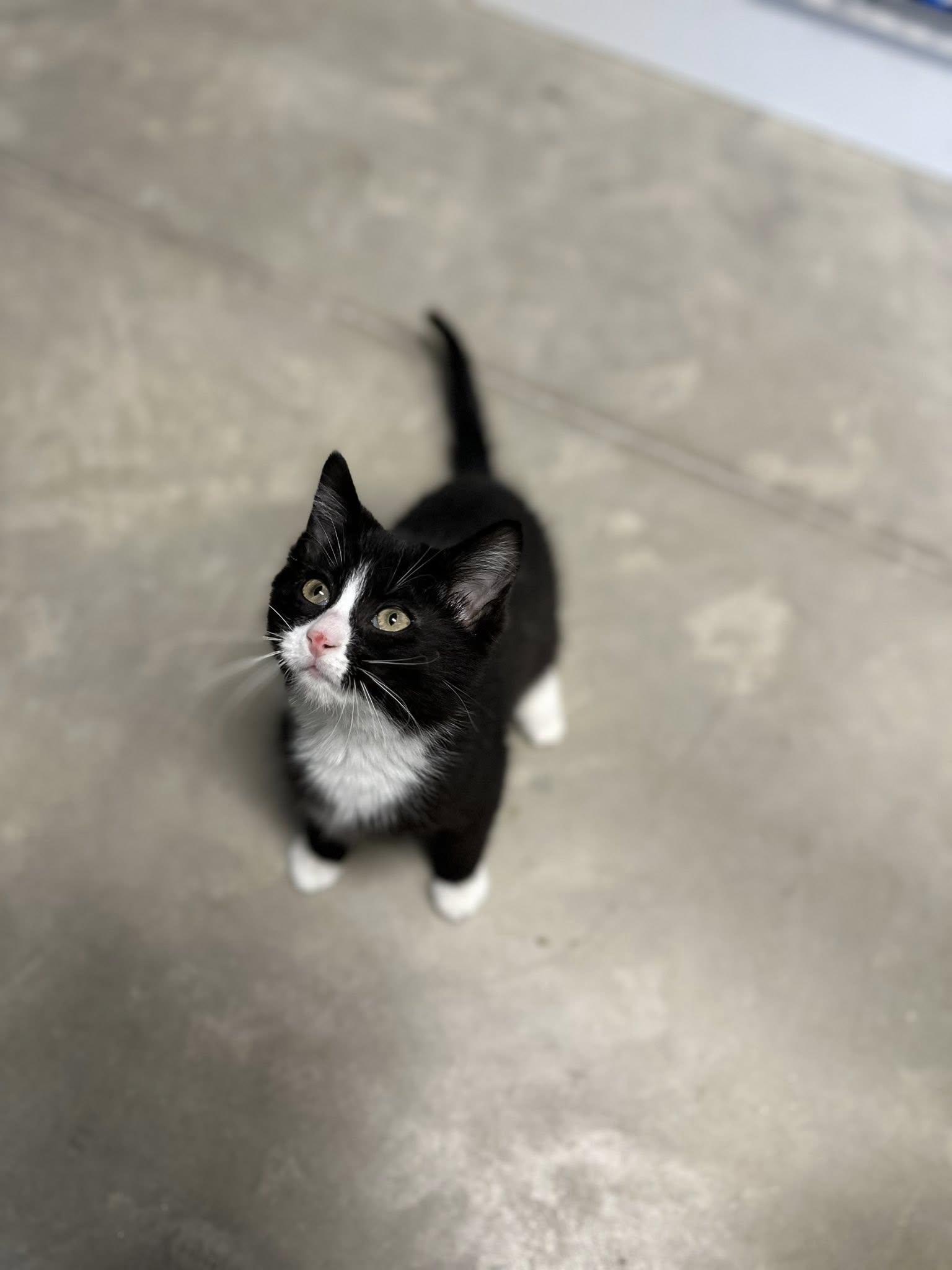 Cera, adopted, Young Female Domestic Short Hair.