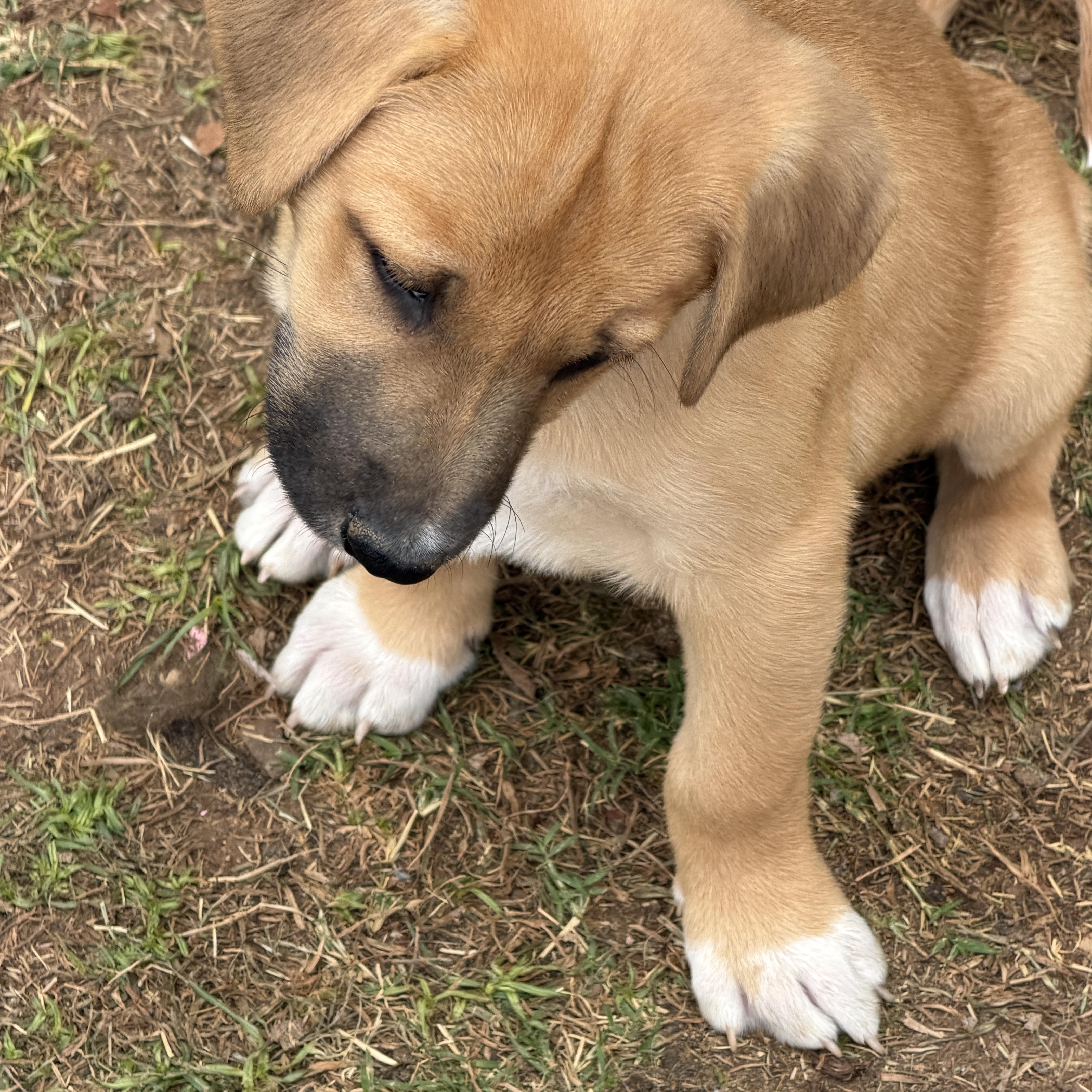 Enlarge Ezra , a ADOPTABLE mixed breed in Gilbert, AZ image 2/4