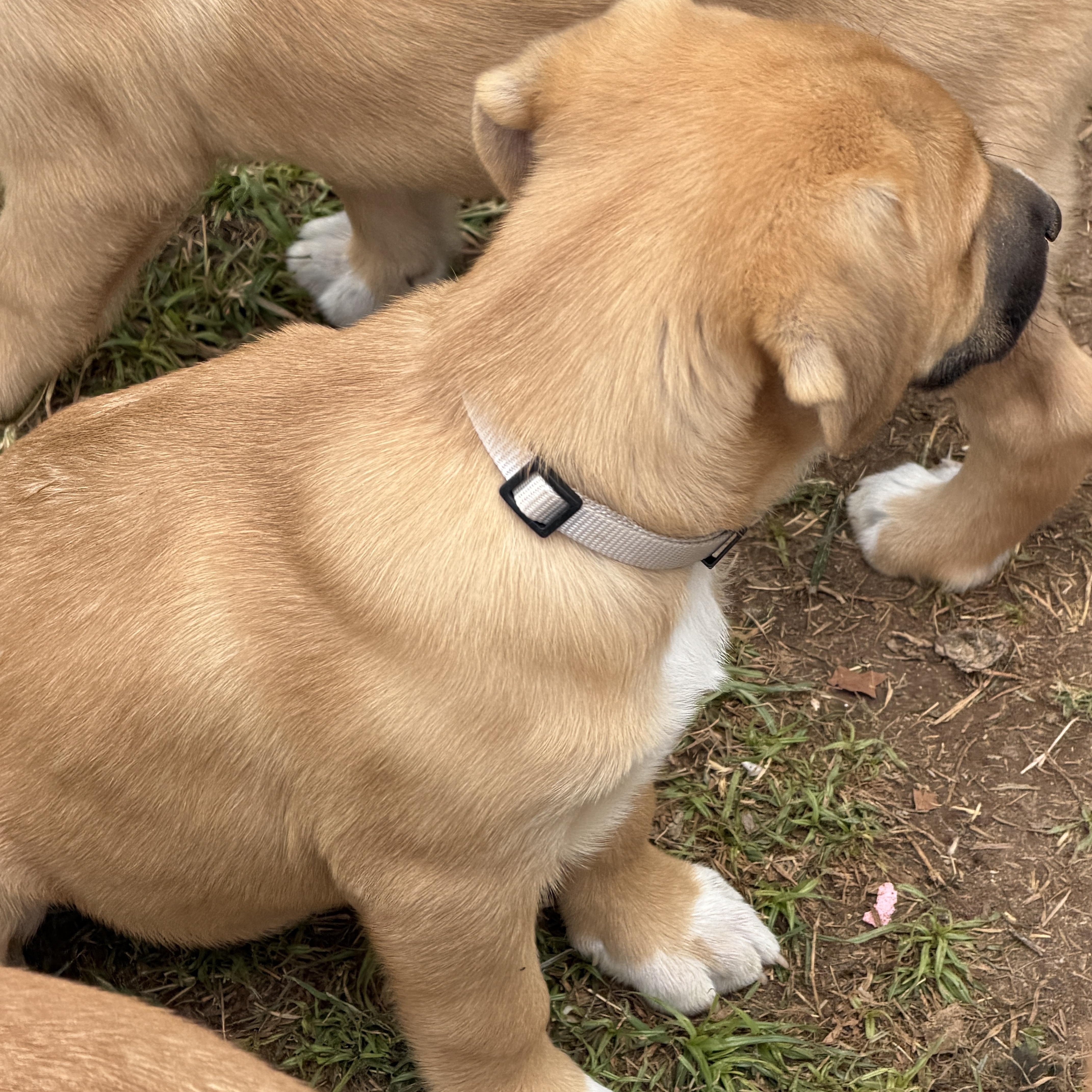 Enlarge Ezra , a ADOPTABLE mixed breed in Gilbert, AZ image 3/4