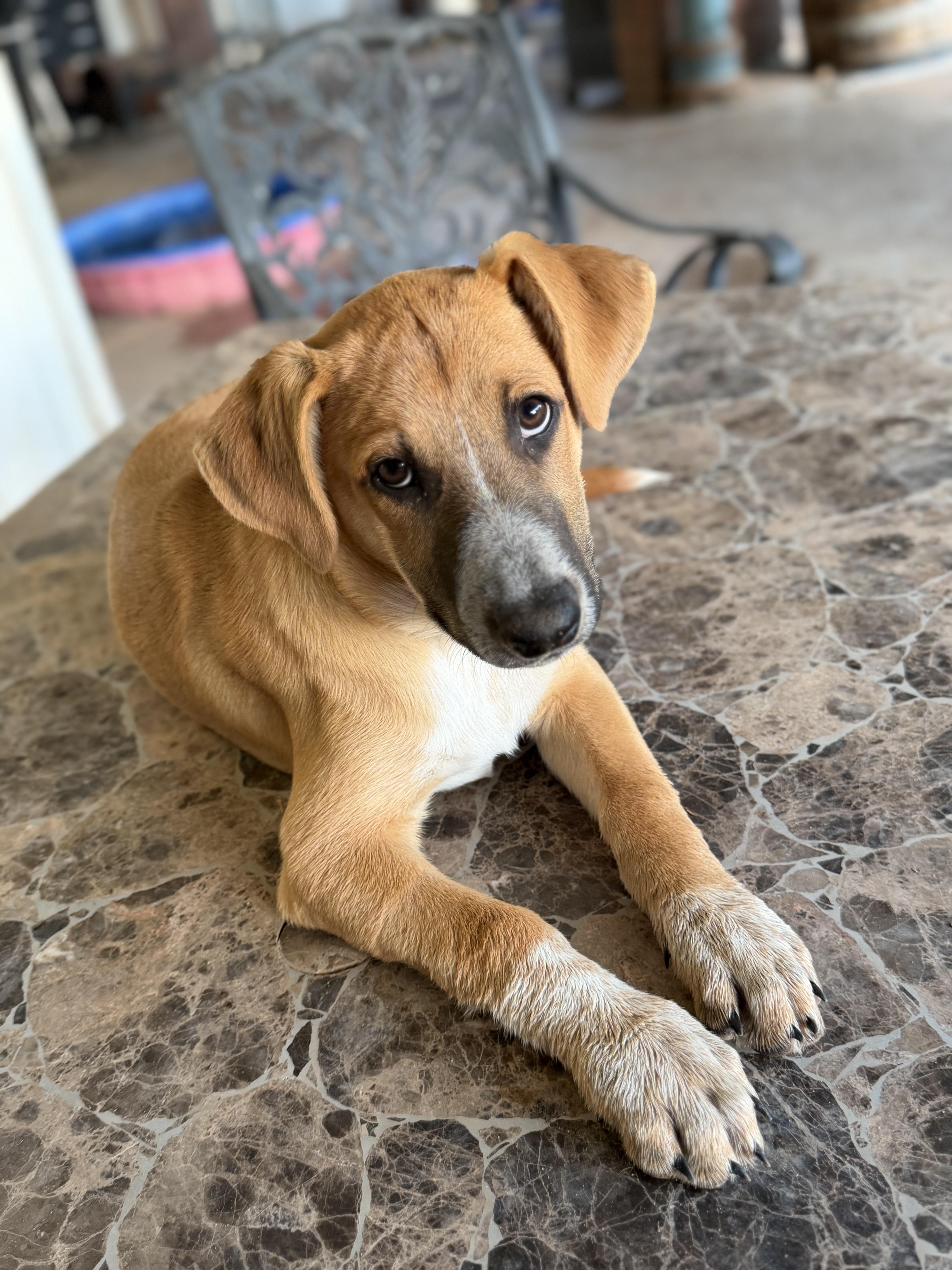 Ezra , an adoptable mixed breed in Gilbert, AZ image 5/5