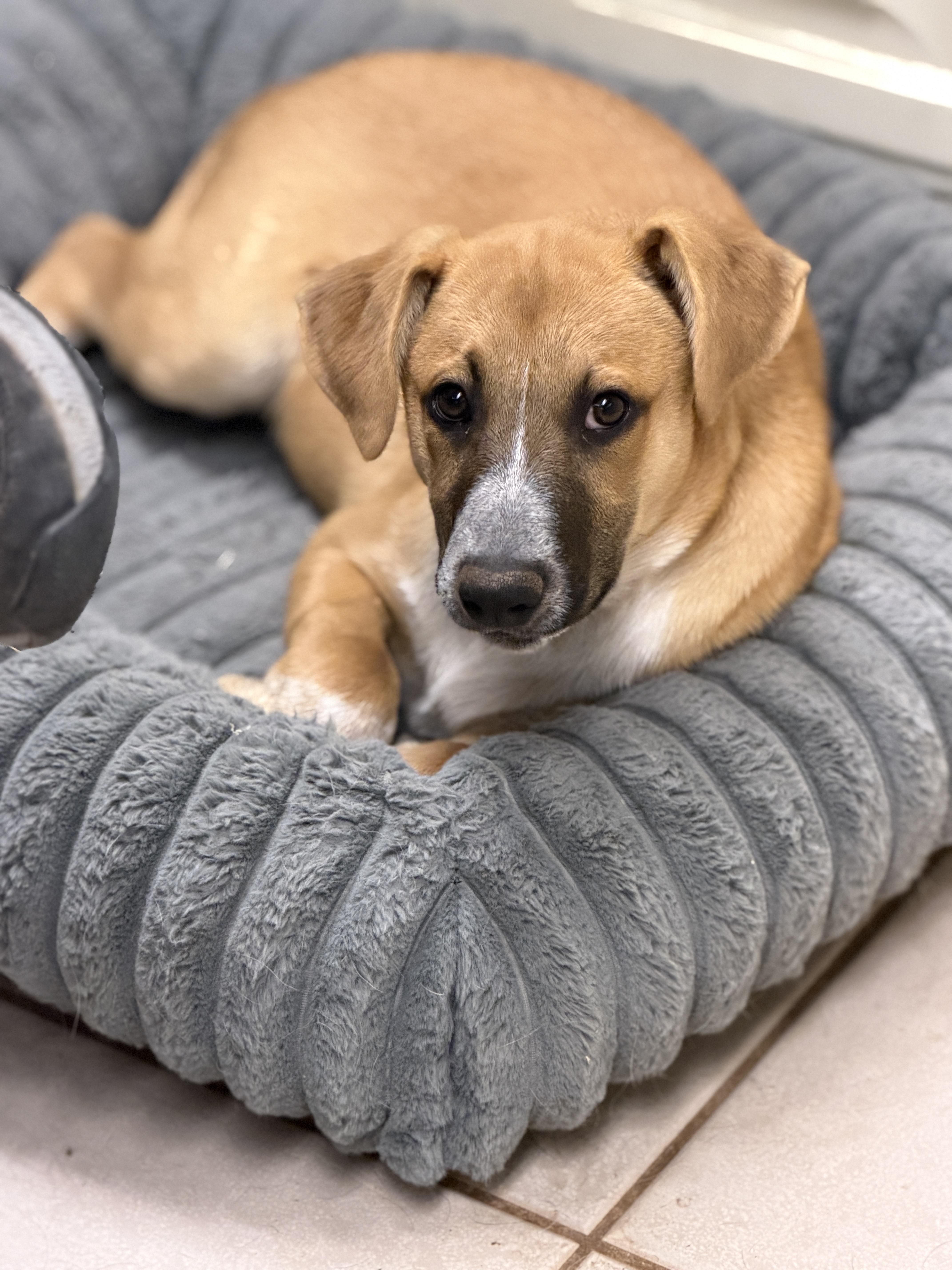 Ezra , an adoptable mixed breed in Gilbert, AZ image 2/5