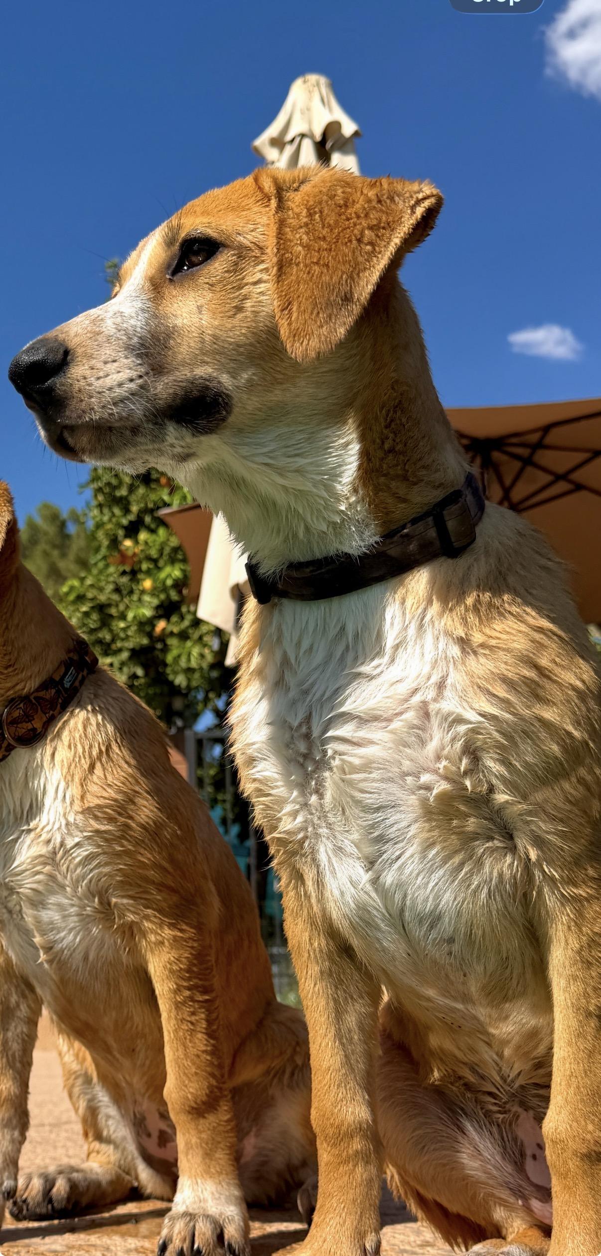 Ezra , an adoptable mixed breed in Gilbert, AZ image 6/6