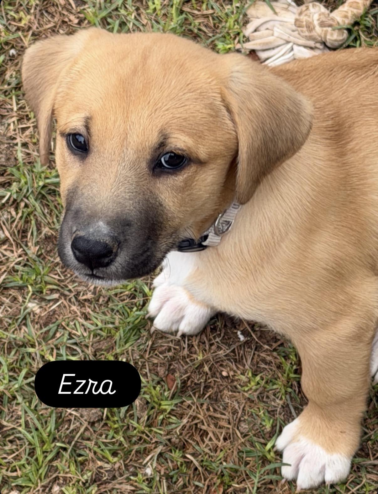 Ezra , ADOPTABLE, Puppy Female Black Mouth Cur & Shepherd.