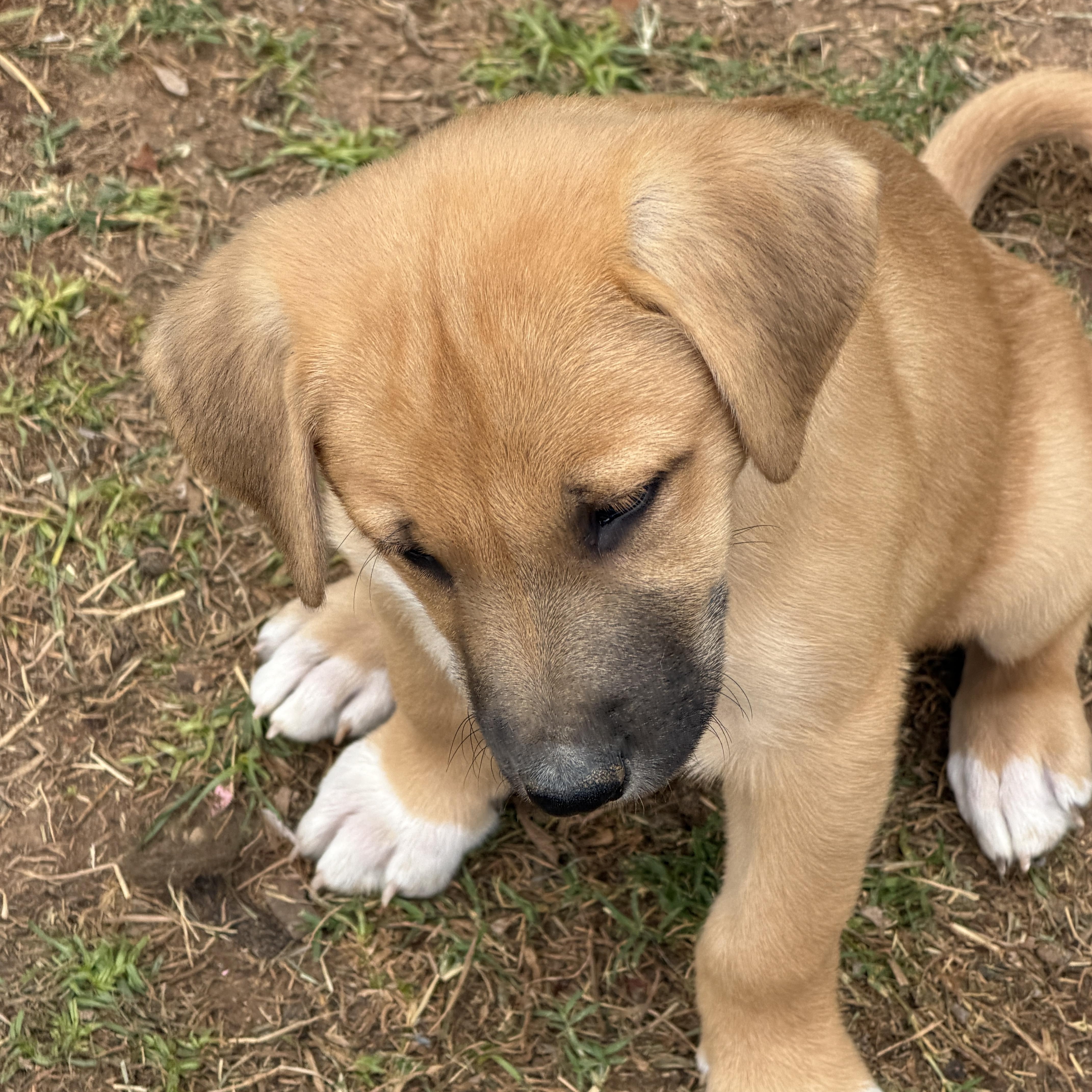Enlarge Ezra , a ADOPTABLE mixed breed in Gilbert, AZ image 4/4