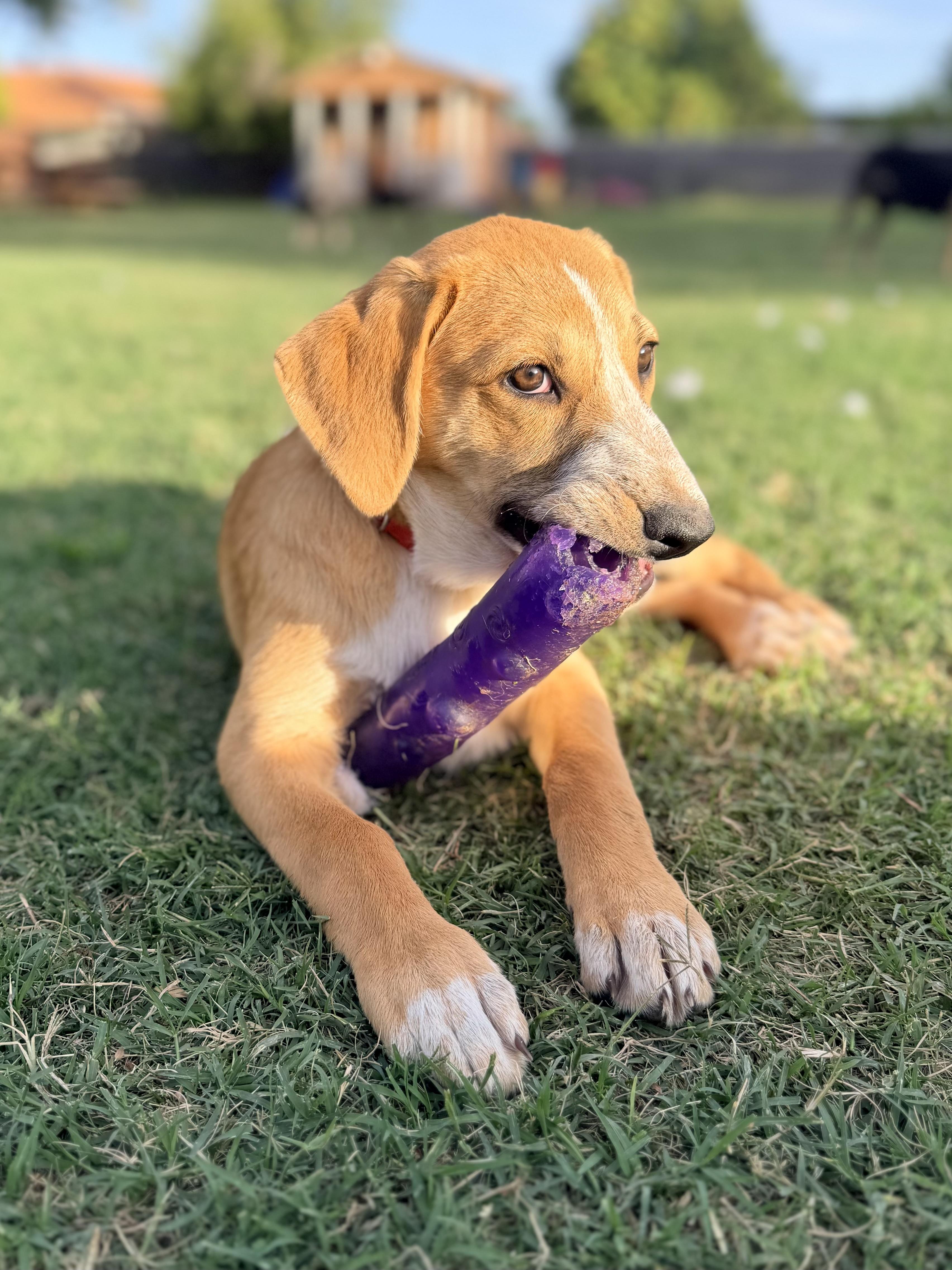 Ezra , adoptable, Puppy Female Black Mouth Cur & Shepherd.