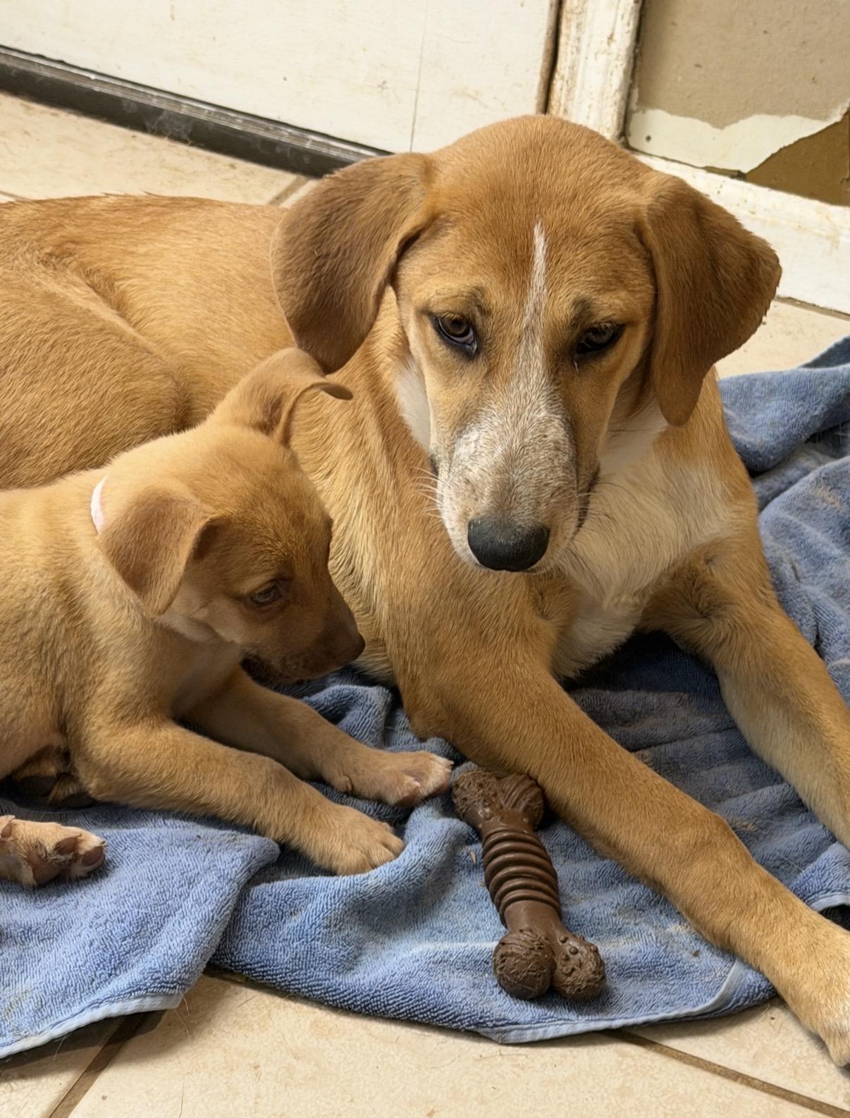 Ezra , adoptable, Young Female Yellow Labrador Retriever & Black Mouth Cur.
