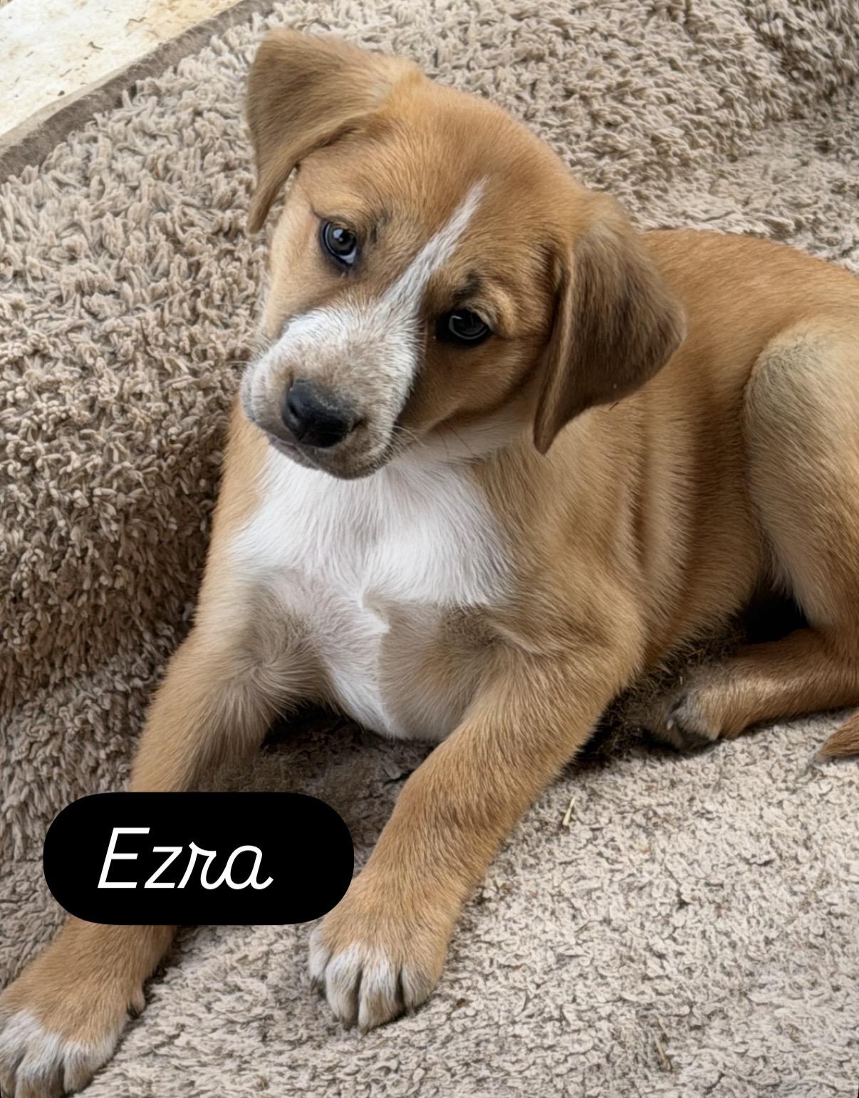 Ezra , an adoptable mixed breed in Gilbert, AZ image 3/5