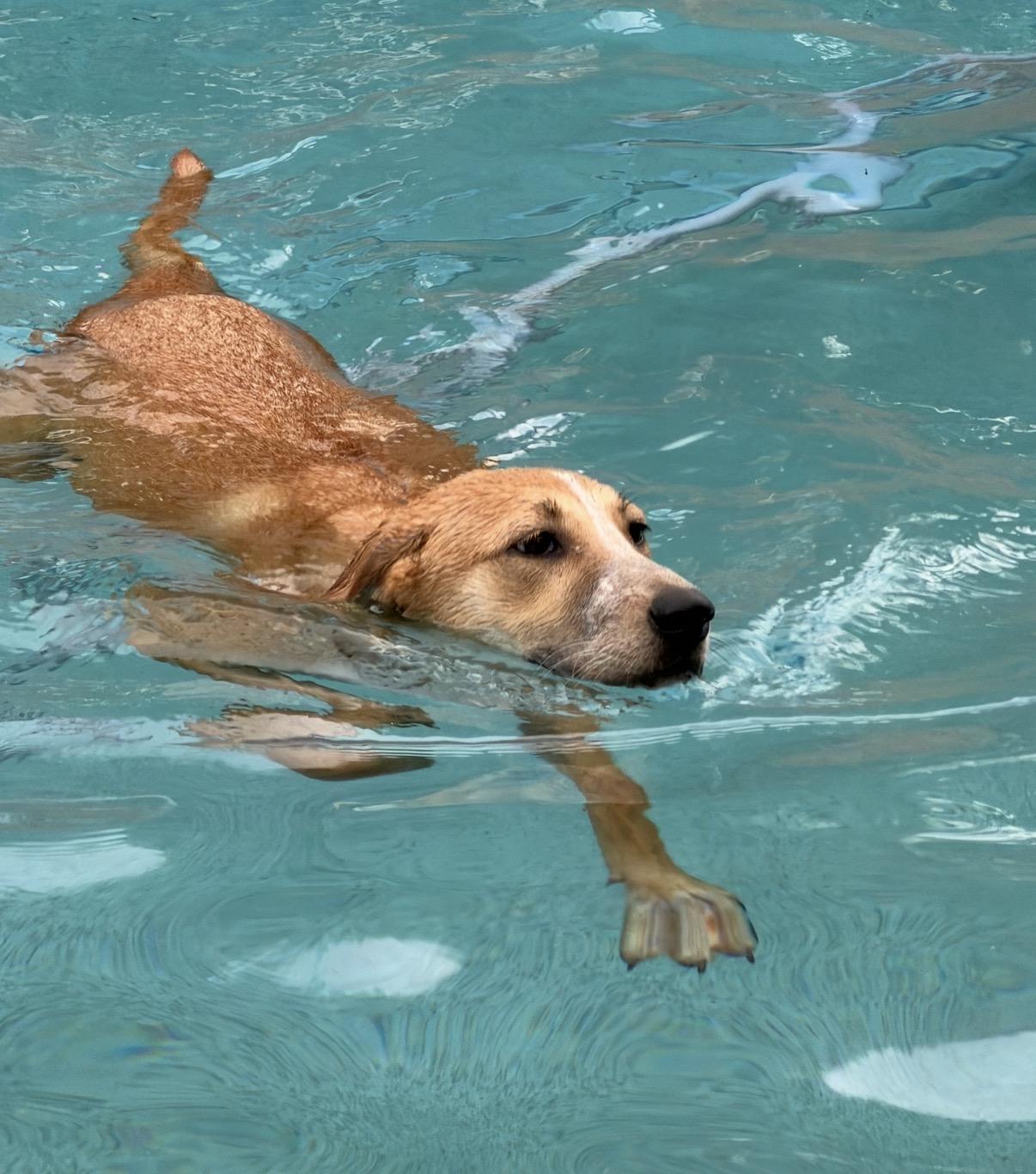 Enlarge Ezra , an adoptable mixed breed in Gilbert, AZ image 6/6