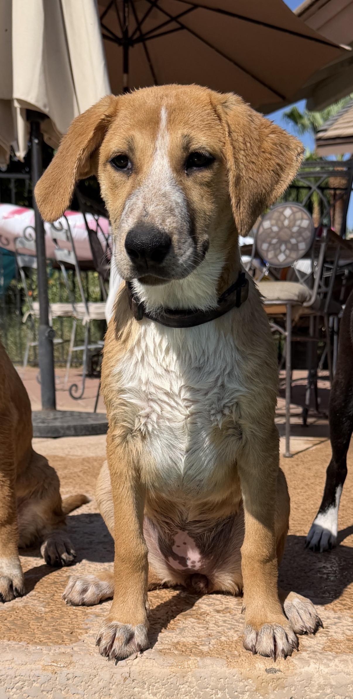 Ezra , an adoptable mixed breed in Gilbert, AZ image 2/6
