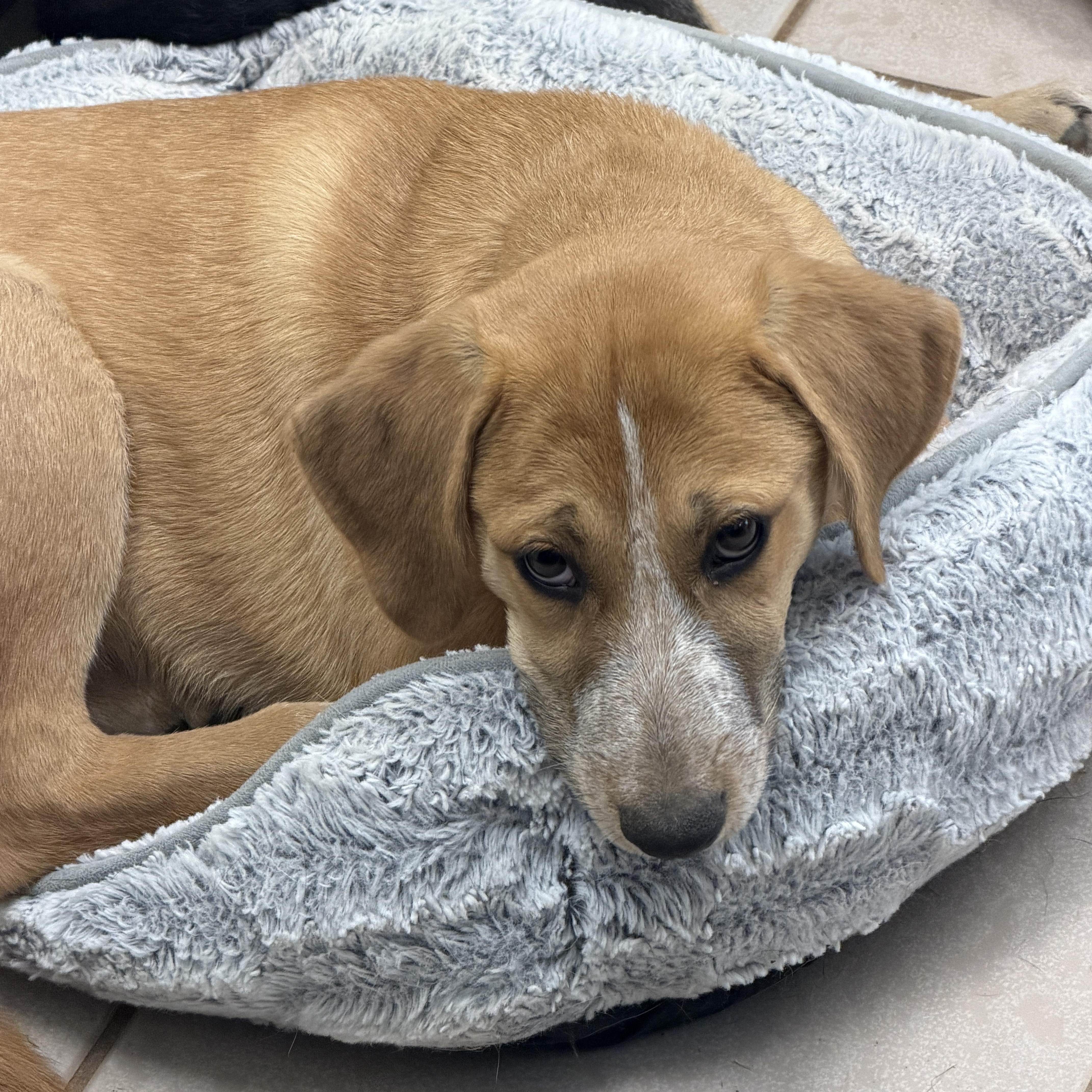 Ezra , an adoptable mixed breed in Gilbert, AZ image 4/5