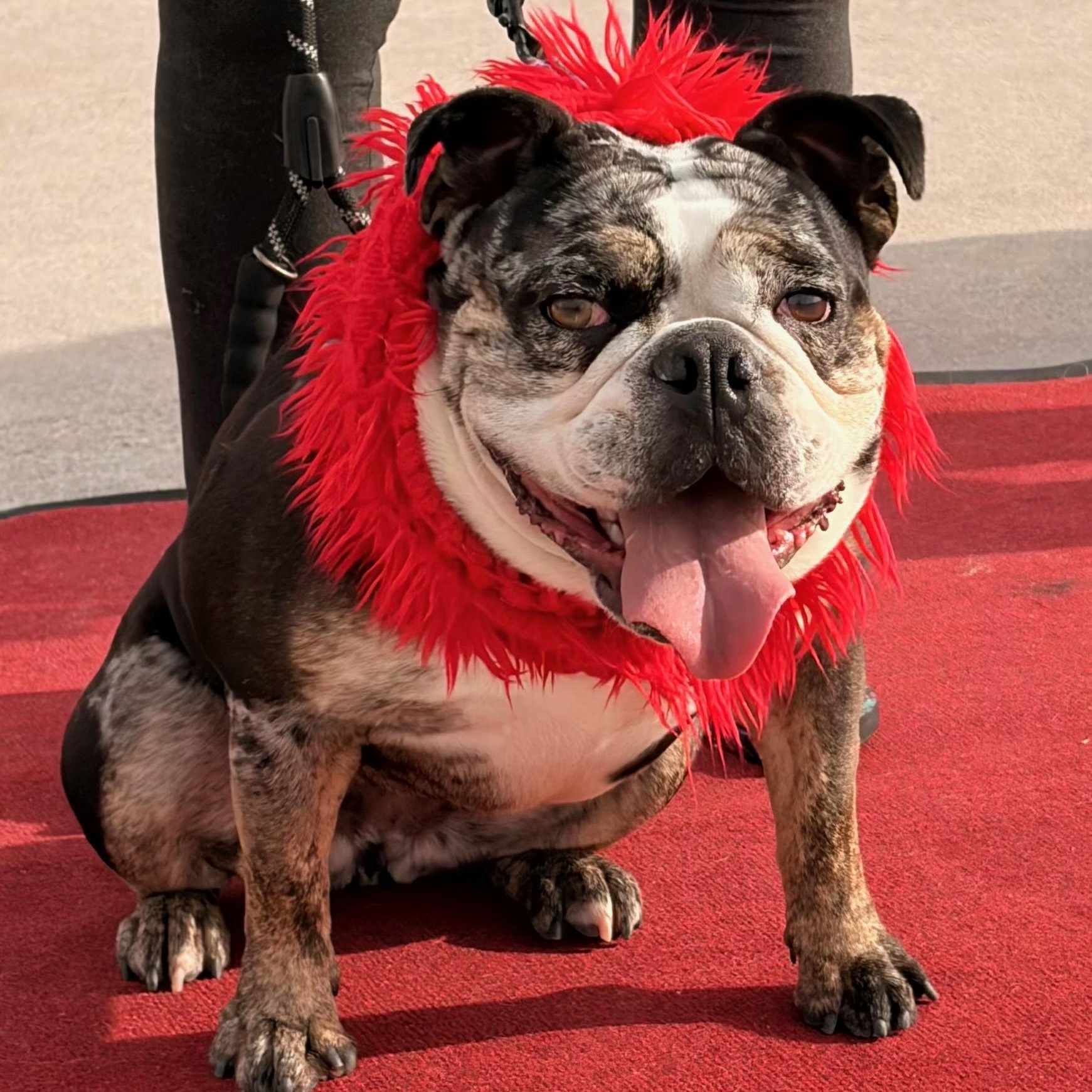Ms. Sweet Marla, ADOPTABLE, Adult Female English Bulldog.