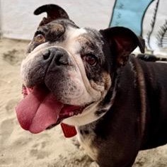 Enlarge Ms. Sweet Marla, a ADOPTABLE English Bulldog in Ridgefield, WA image 3/5
