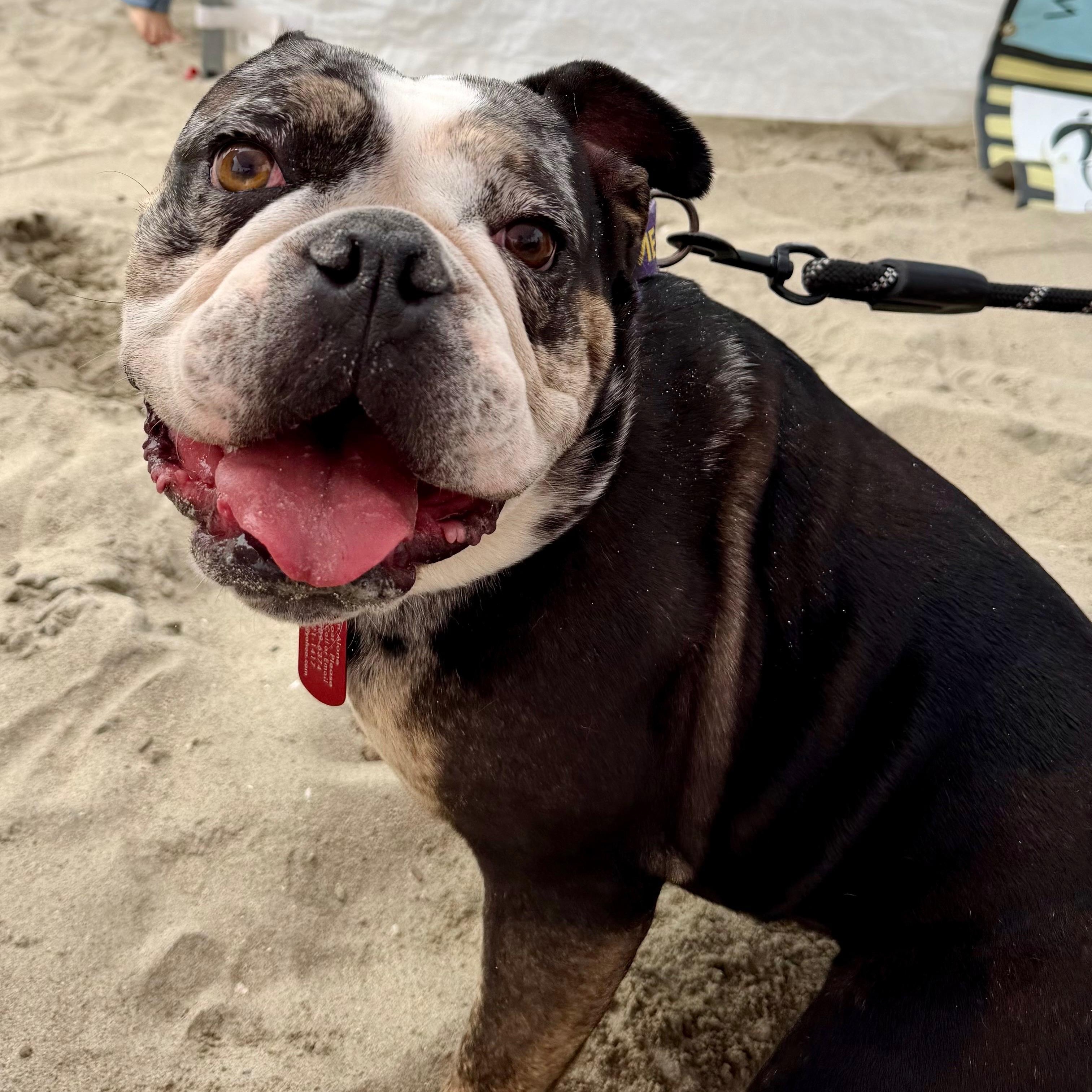 Enlarge Ms. Sweet Marla, a ADOPTABLE English Bulldog in Ridgefield, WA image 2/5
