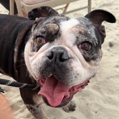 Enlarge Ms. Sweet Marla, a ADOPTABLE English Bulldog in Ridgefield, WA image 5/5
