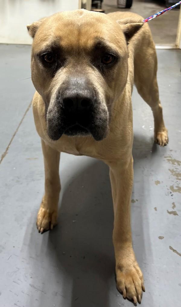 26-03-0652 Sage, Adoptable, Adult Female Cane Corso.