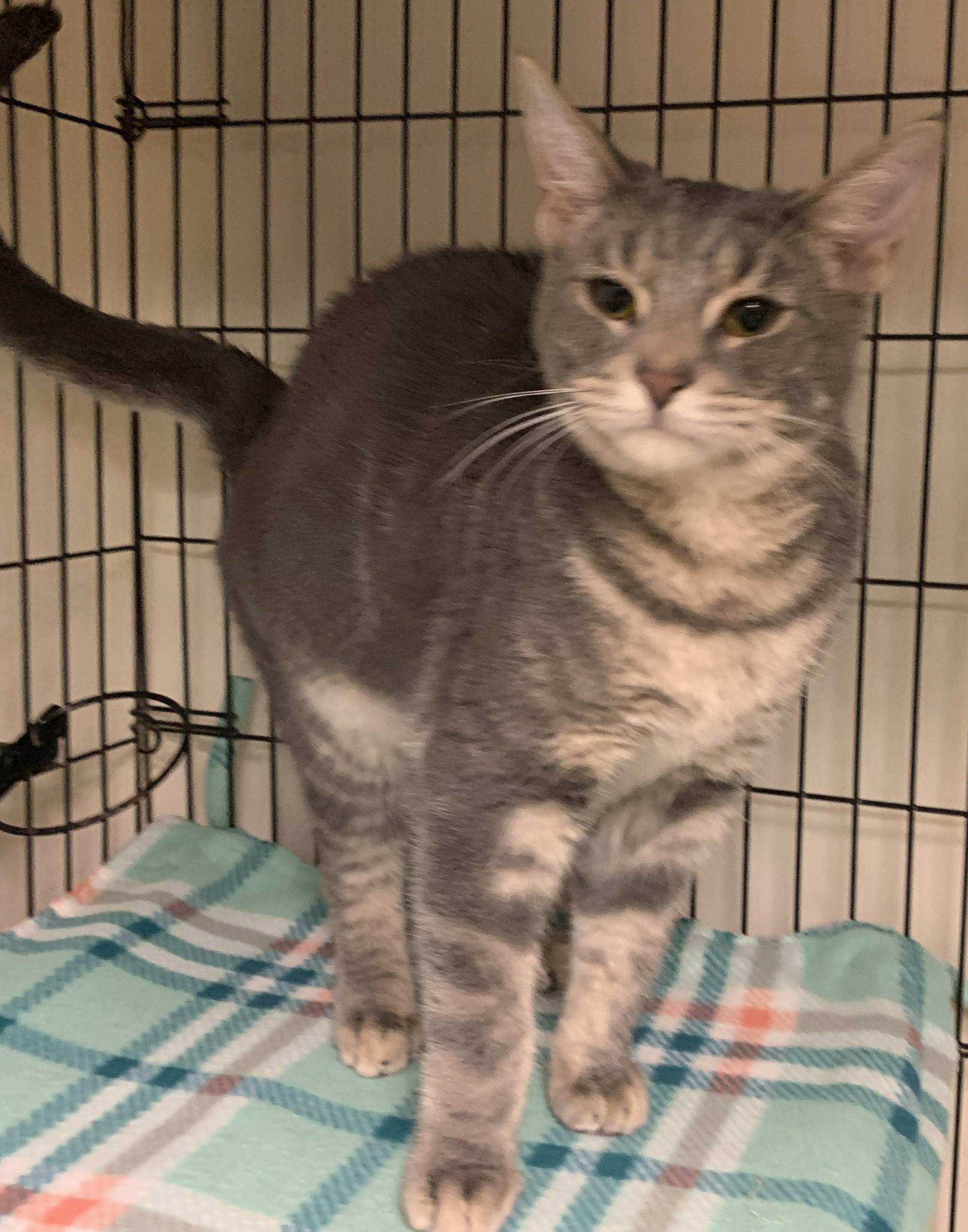 Enlarge Winslow25, a ADOPTABLE Domestic Short Hair in Milwaukee, WI image 1/1