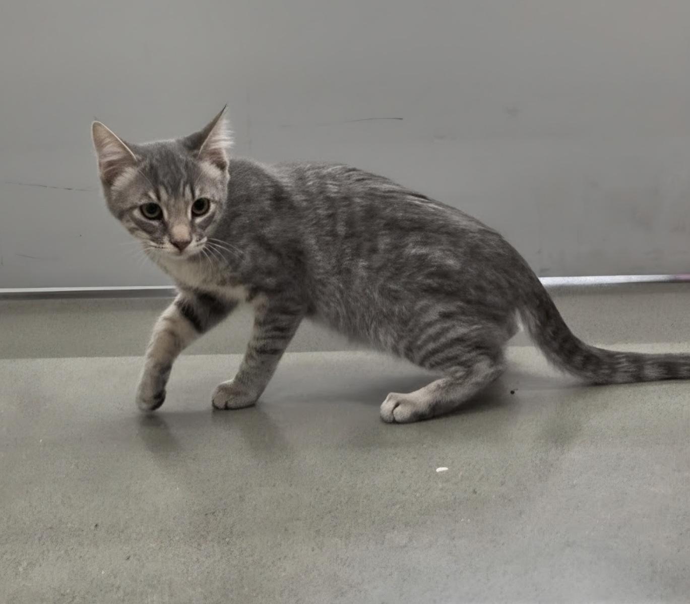 Sneezy, a ADOPTABLE Domestic Short Hair in Pocatello, ID image 5/5