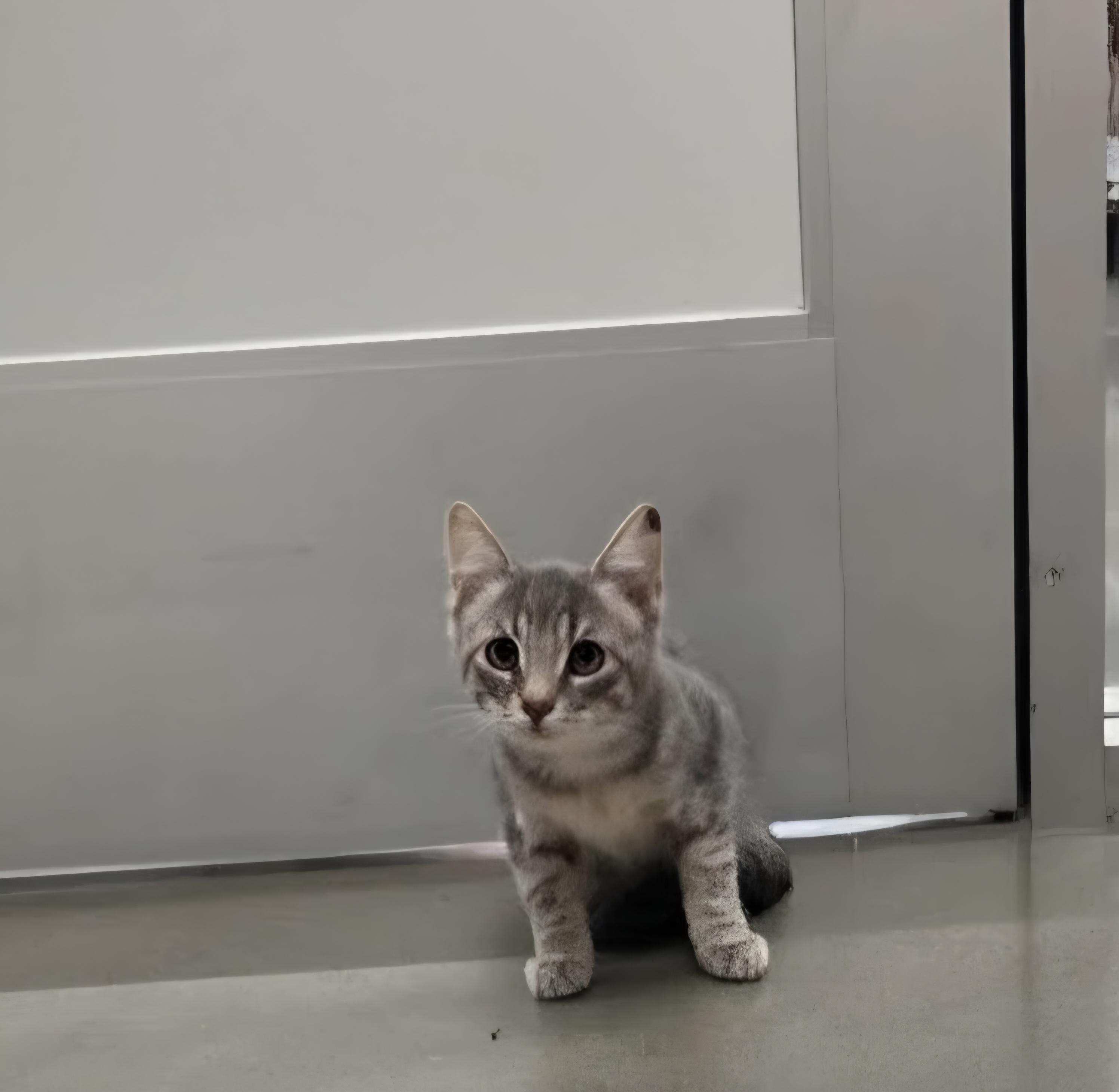 Sneezy, a ADOPTABLE Domestic Short Hair in Pocatello, ID image 2/5