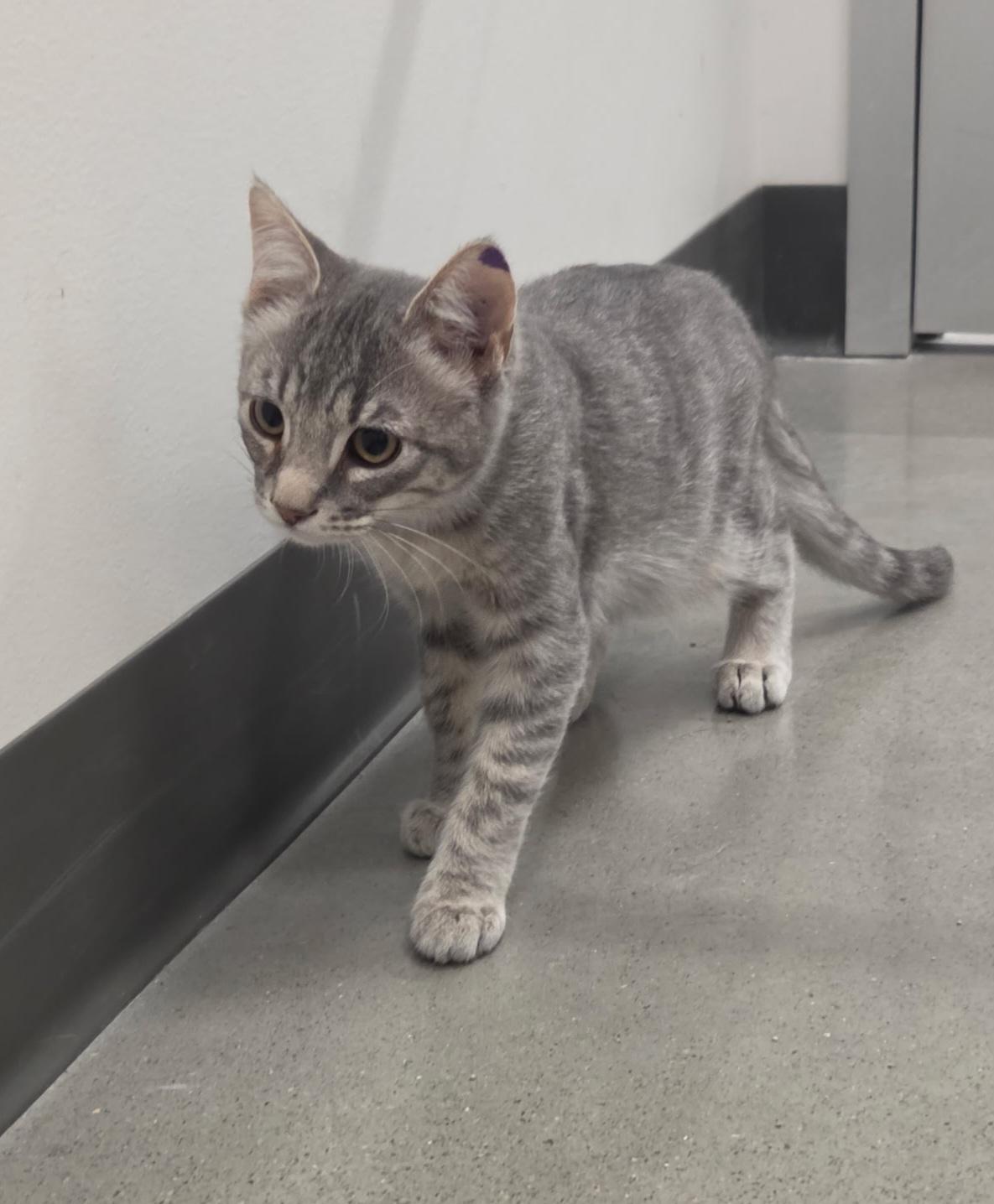 Sneezy, a ADOPTABLE Domestic Short Hair in Pocatello, ID image 3/5