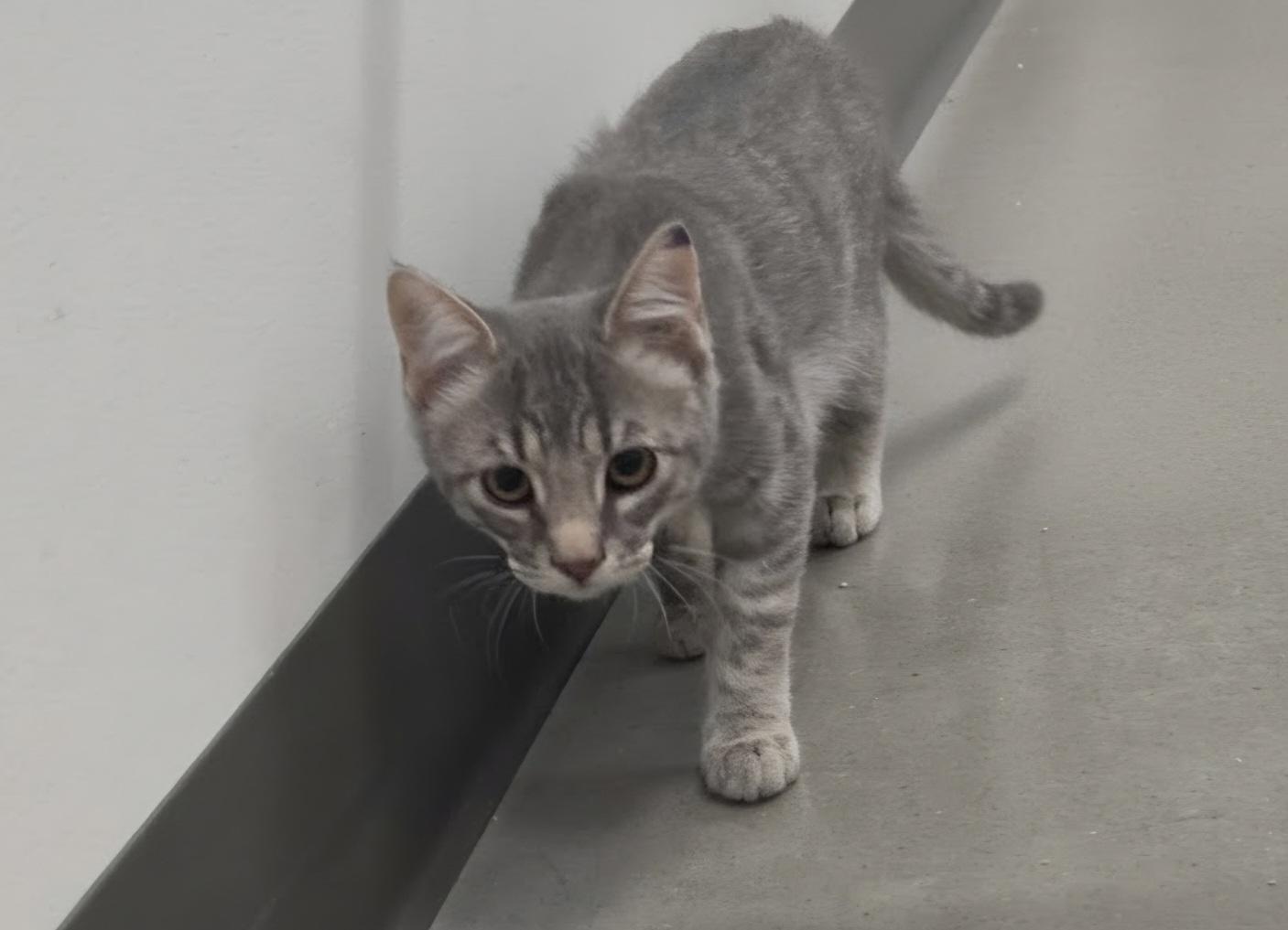 Sneezy, a ADOPTABLE Domestic Short Hair in Pocatello, ID image 4/5