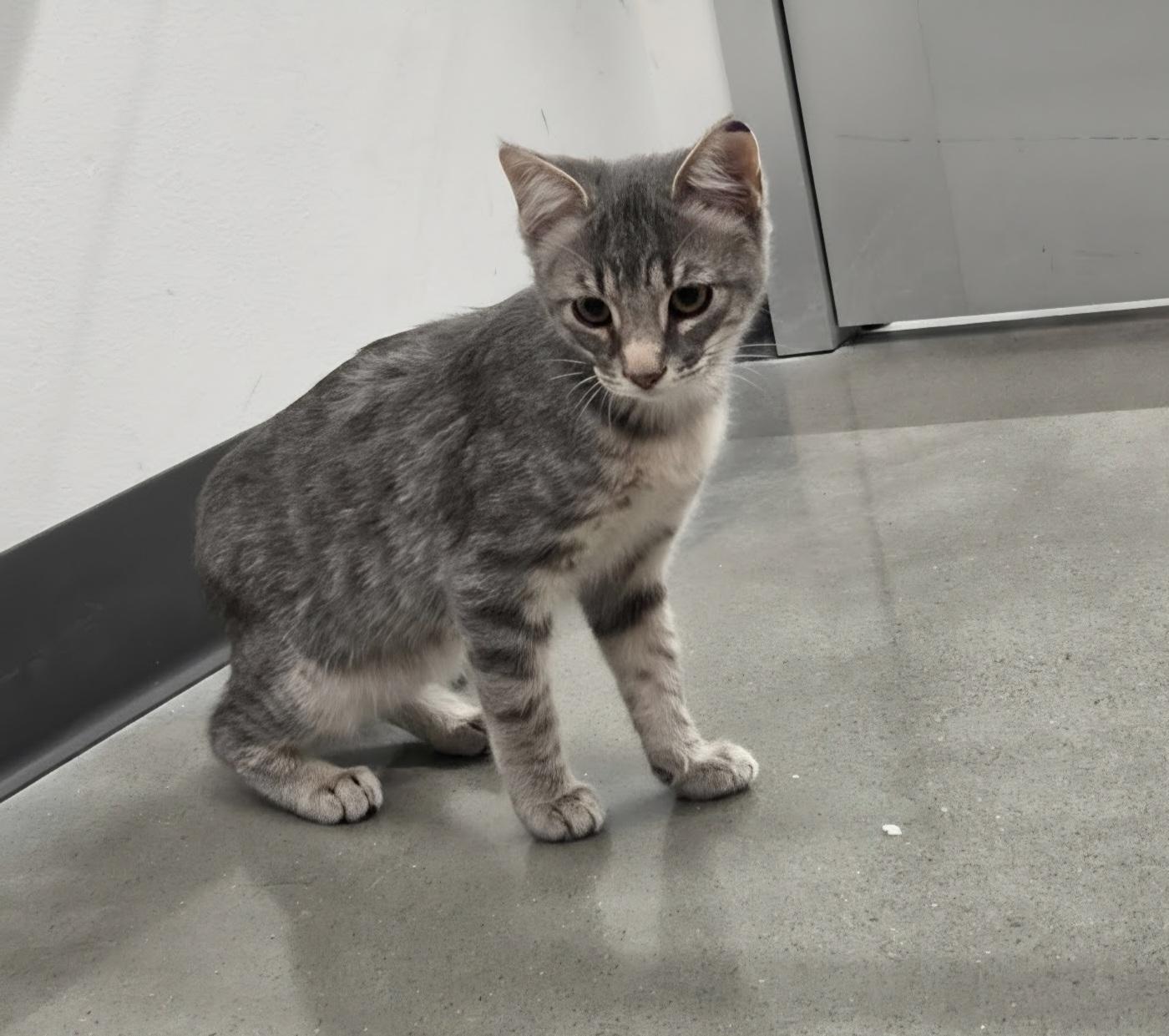Sneezy, ADOPTABLE, Kitten Female Domestic Short Hair.