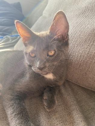 Lulu (pas de collier), Adoptable, Kitten Female Domestic Medium Hair & Domestic Short Hair.