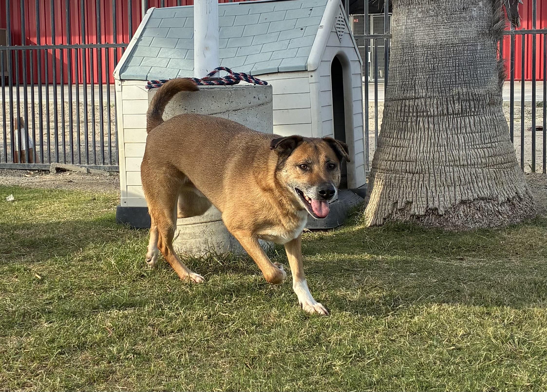 HECTOR, Adoptable, Adult Male German Shepherd Dog.