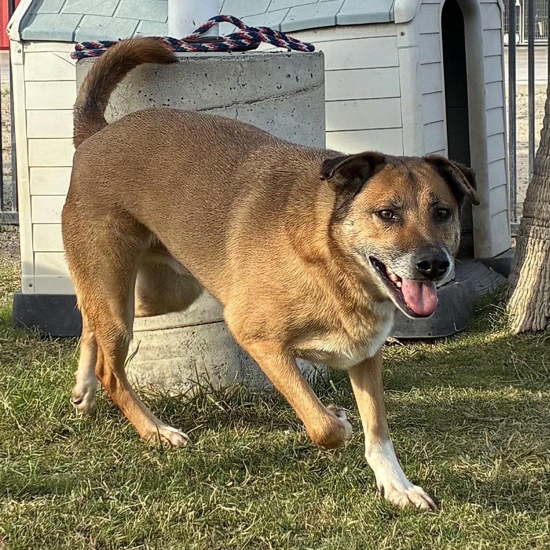 Enlarge HECTOR, a Adoptable German Shepherd Dog in Delano, CA image 1/2