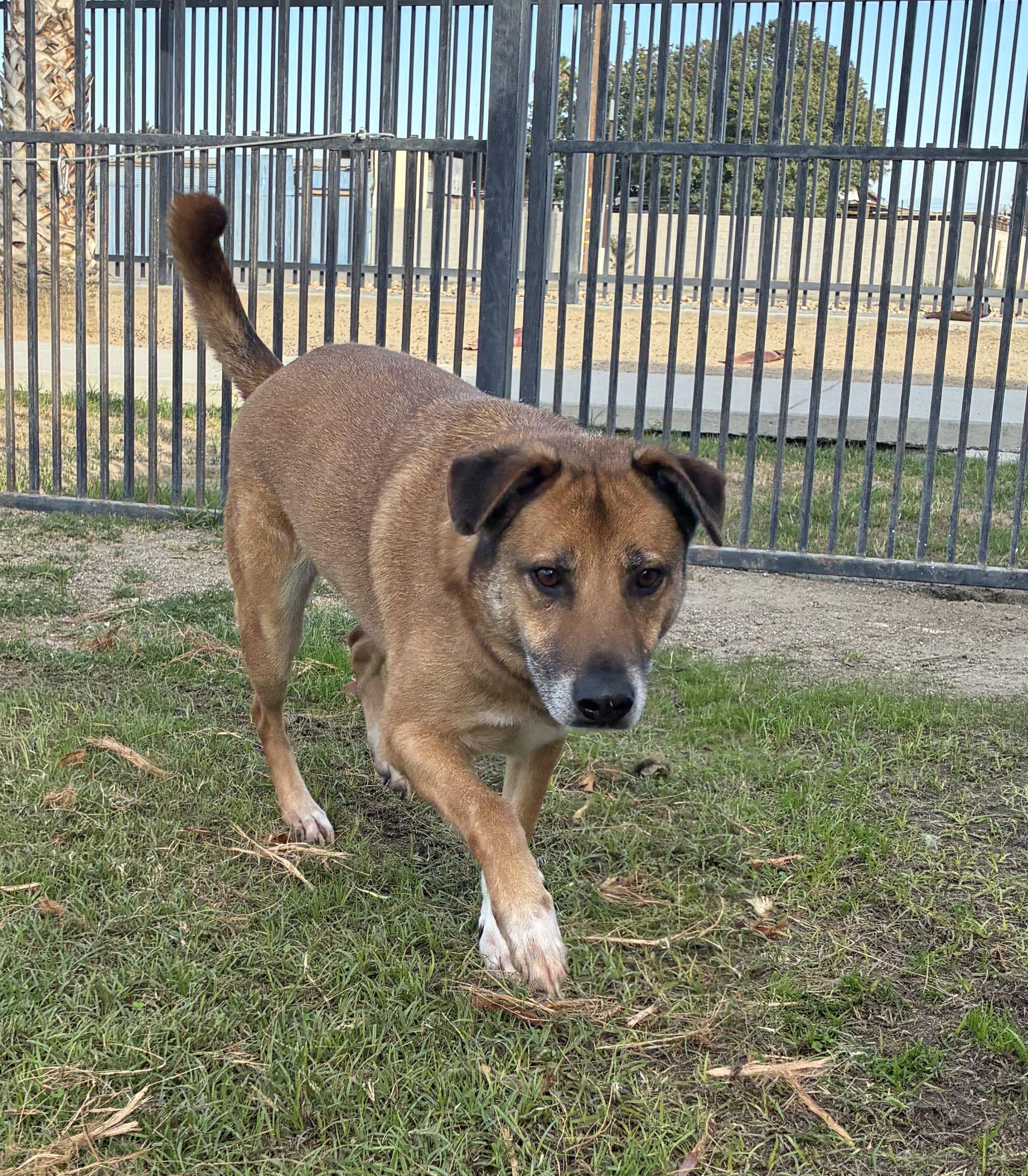 Enlarge HECTOR, a Adoptable German Shepherd Dog in Delano, CA image 2/2