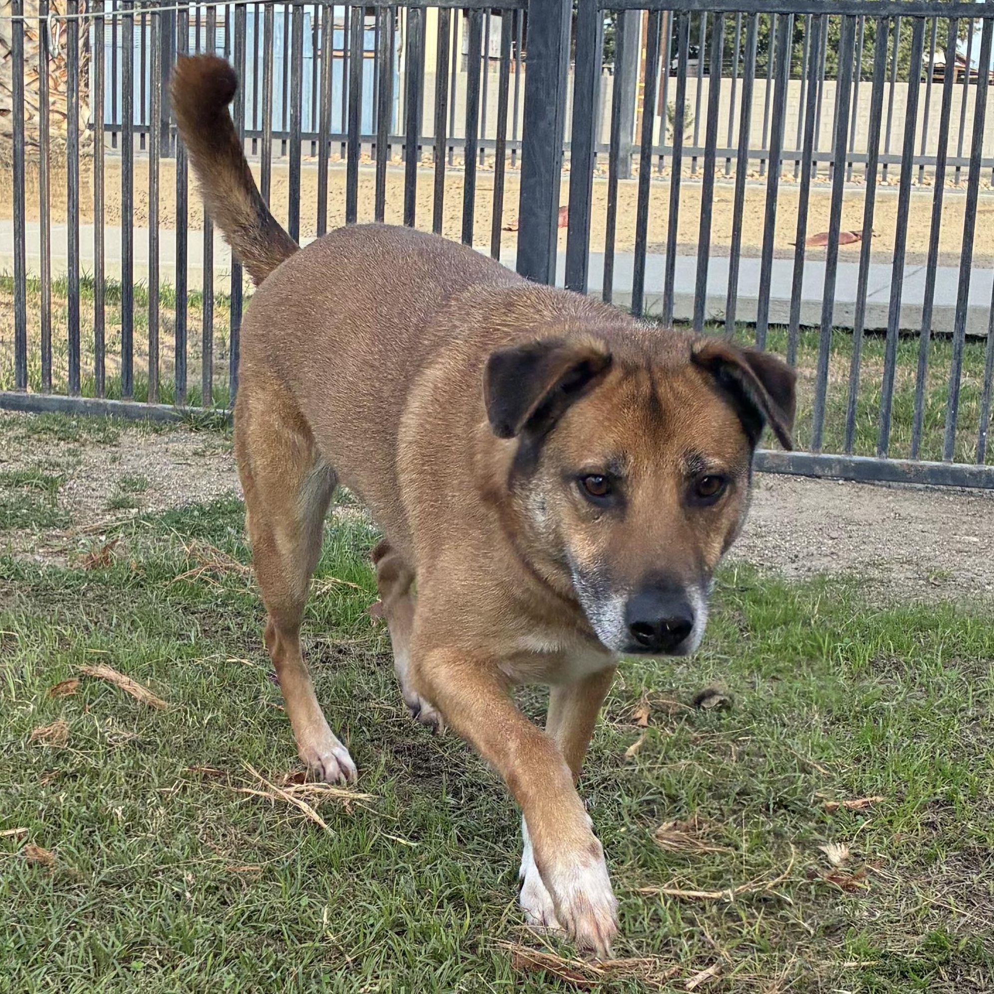 Enlarge HECTOR, a Adoptable German Shepherd Dog in Delano, CA image 2/2